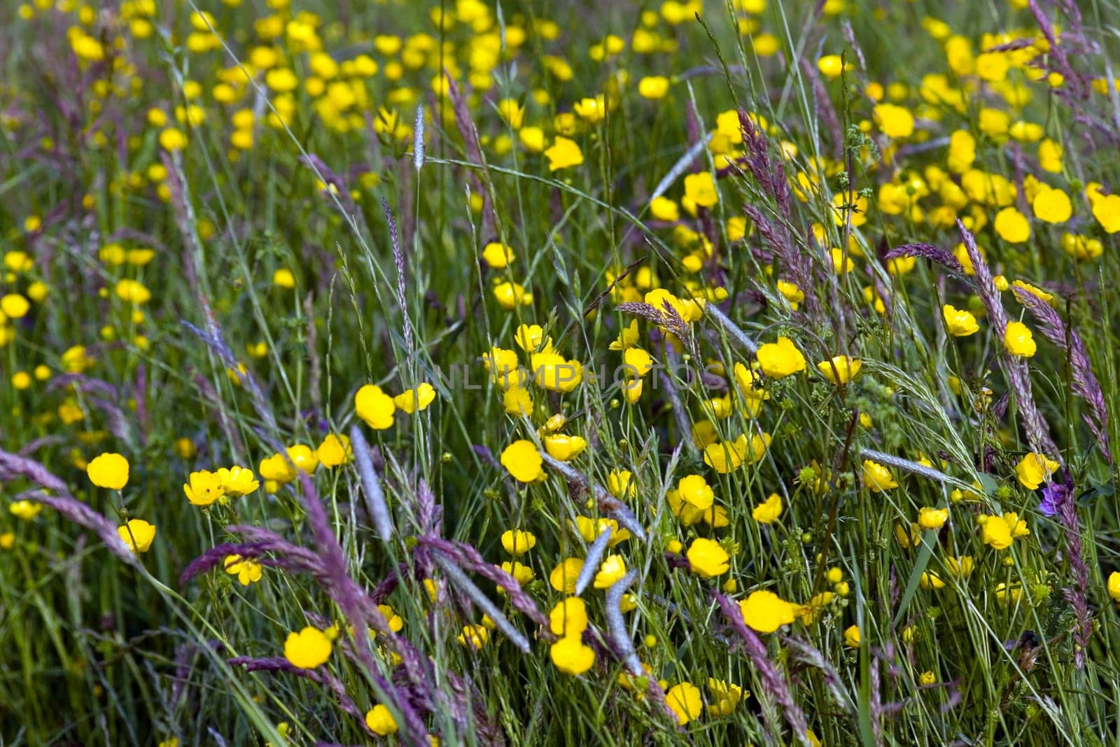 Yellow meadow flowers in the wind