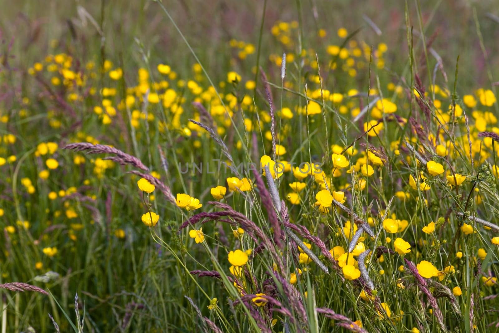 Yellow meadow flowers in the wind