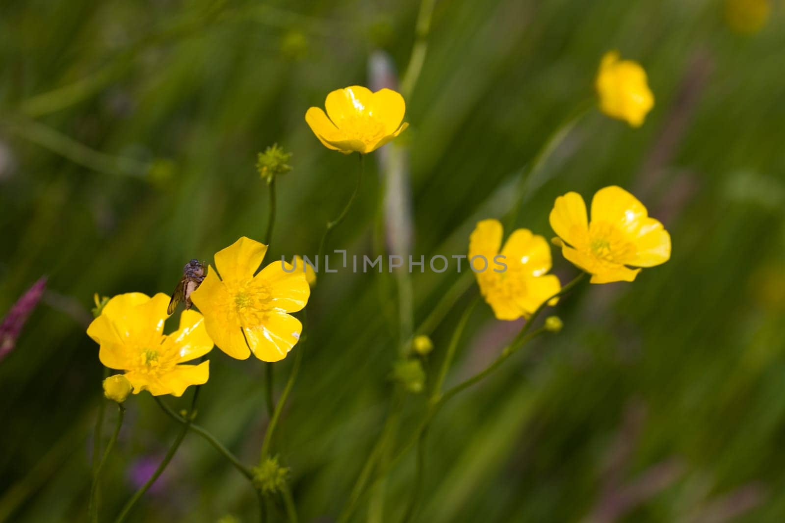 Yellow meadow flowers in the wind