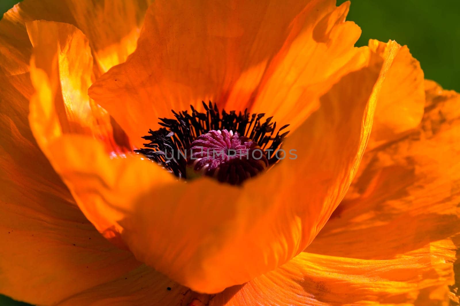 Large Orange - Poppy