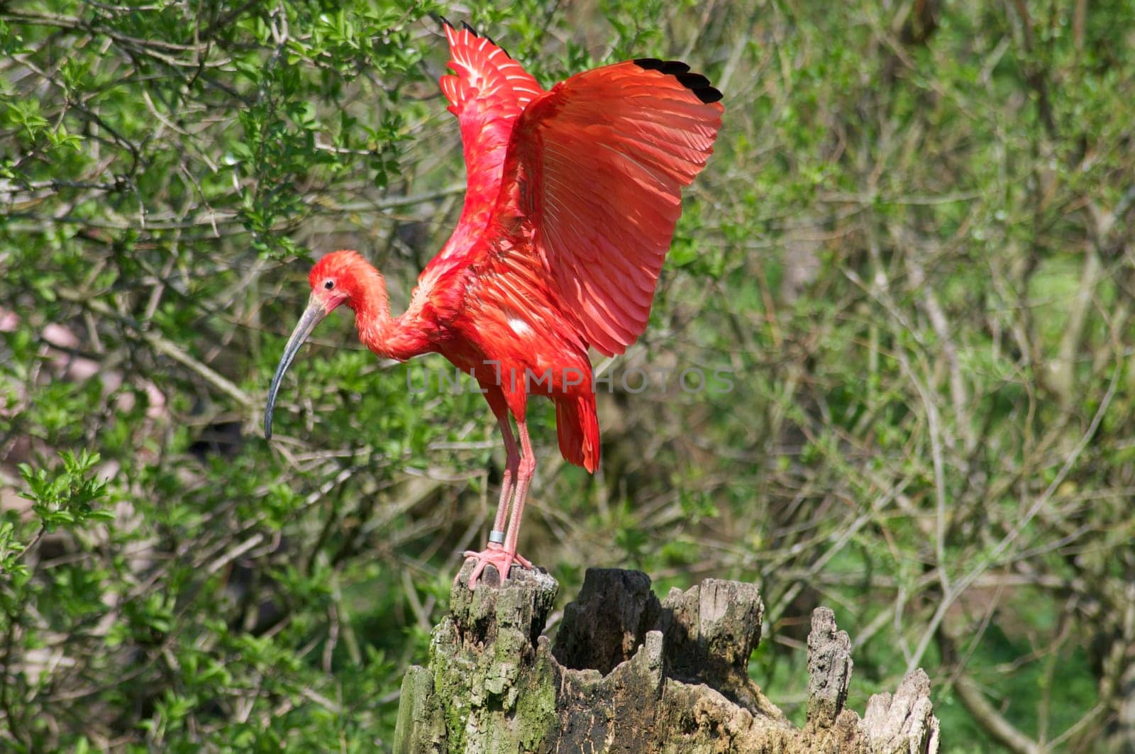 Red Scarlet Ibis