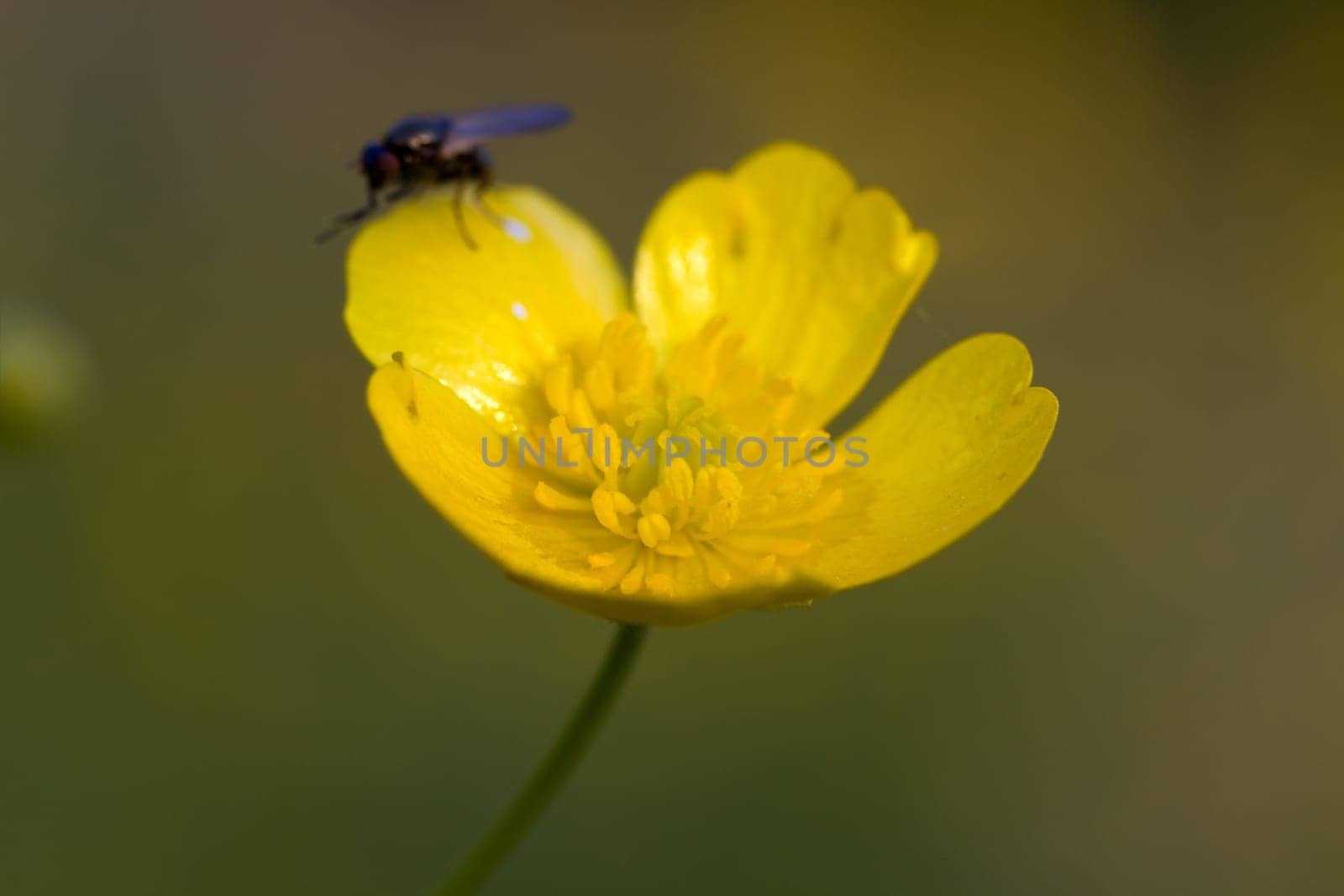 Yellow meadow flowers in the wind
