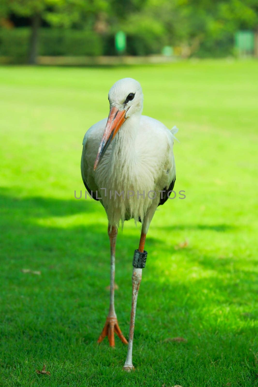 Stork