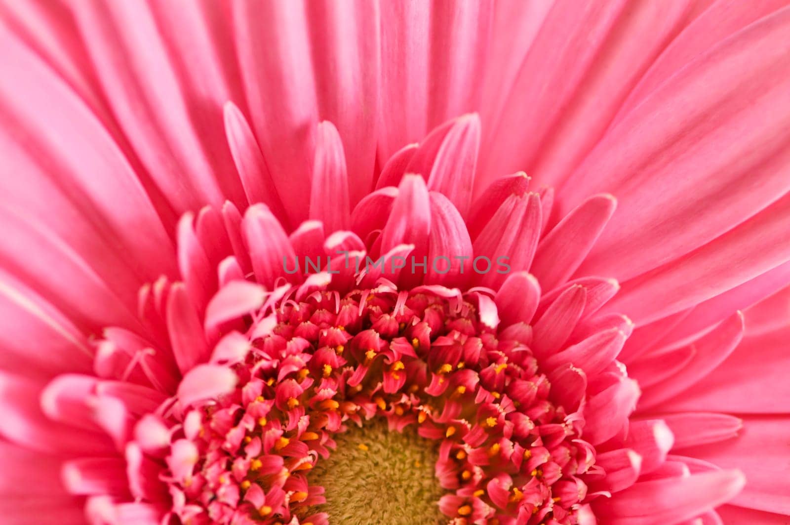 Gerbera flower