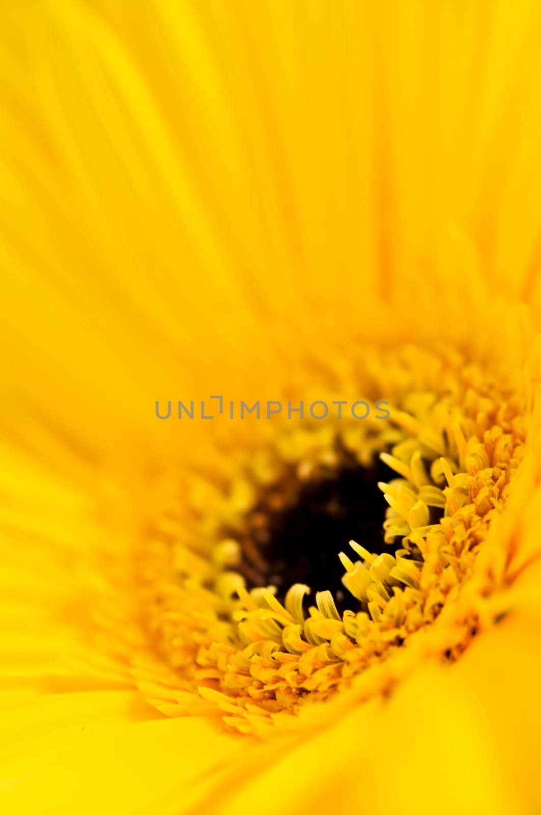 Gerbera flower