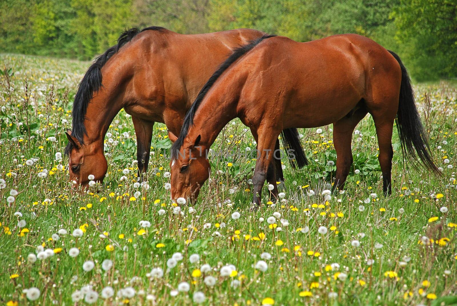 Two horses in a paddock