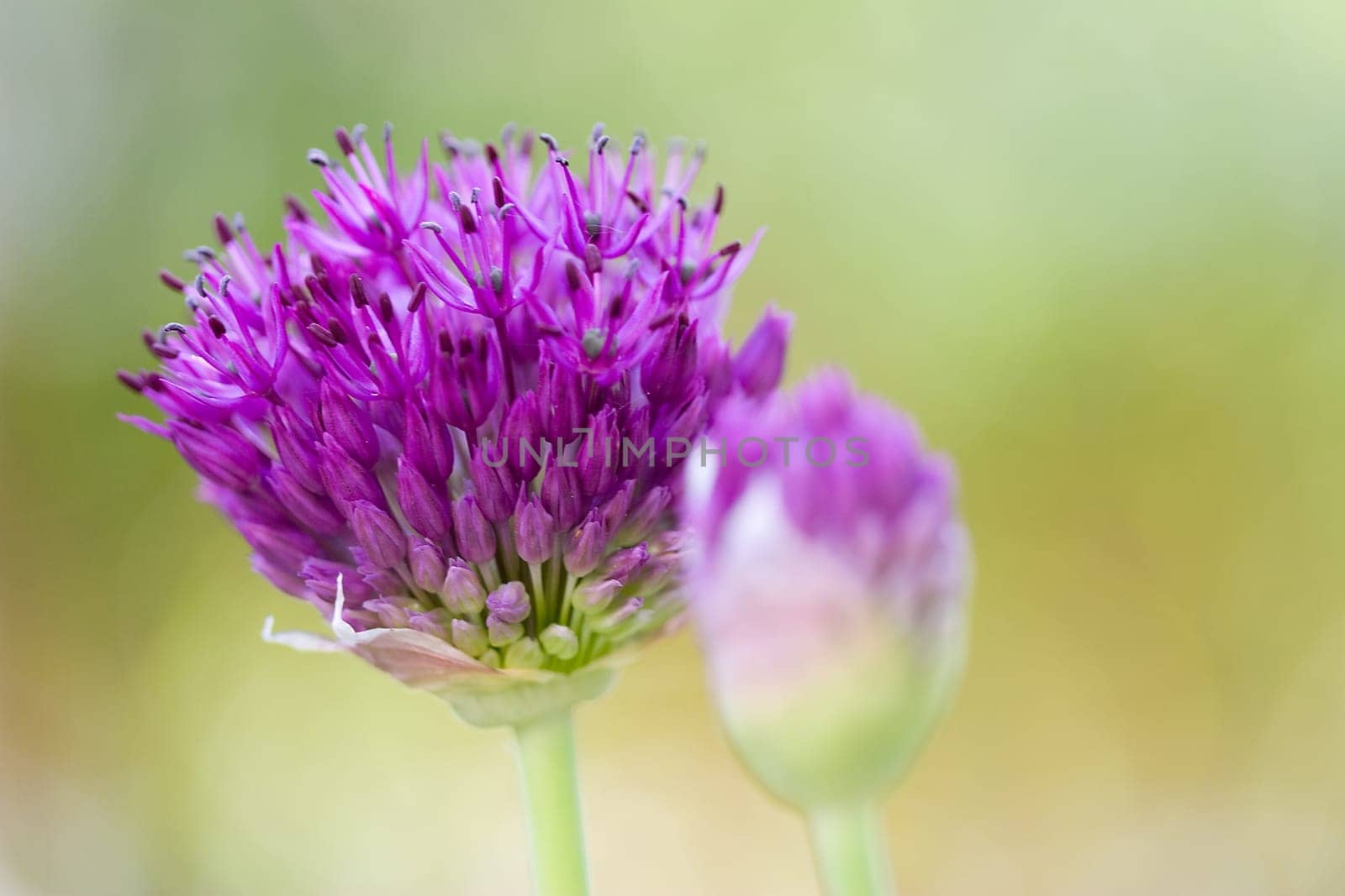 Allium