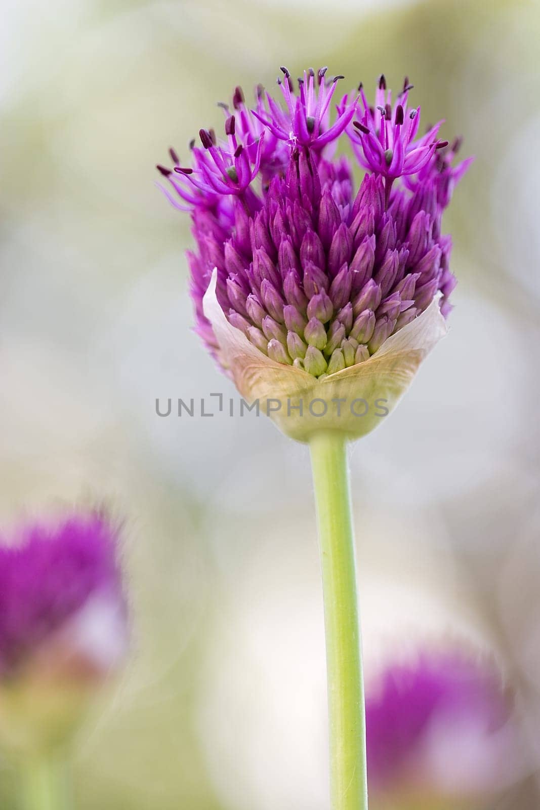 Ornamental leeks