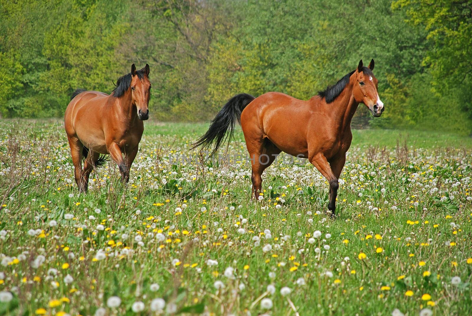 Two horses in a paddock