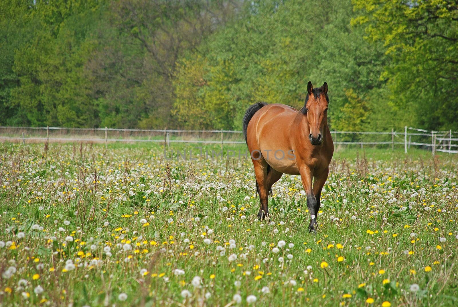 brown horse in a meadow