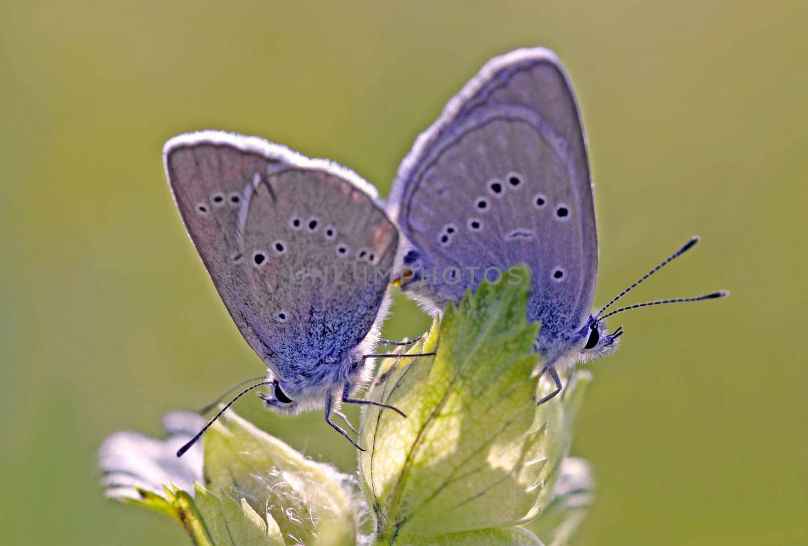 Blue clover (Polyommatus semiargus)