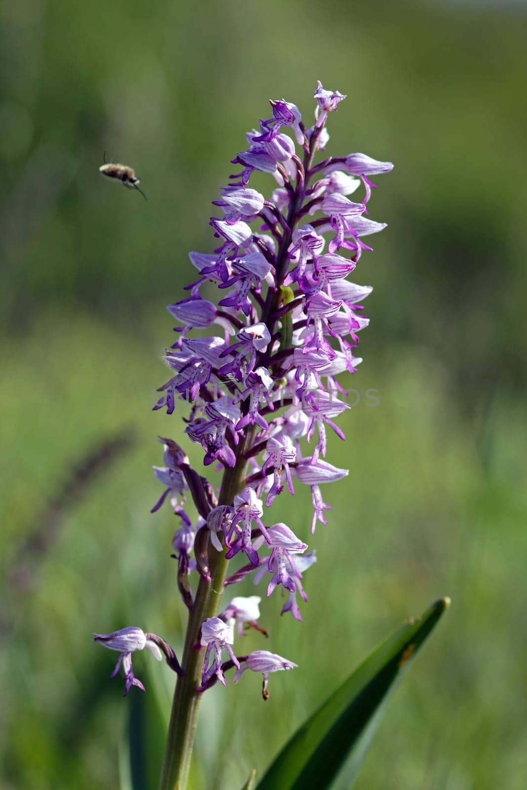 Orchis militaris