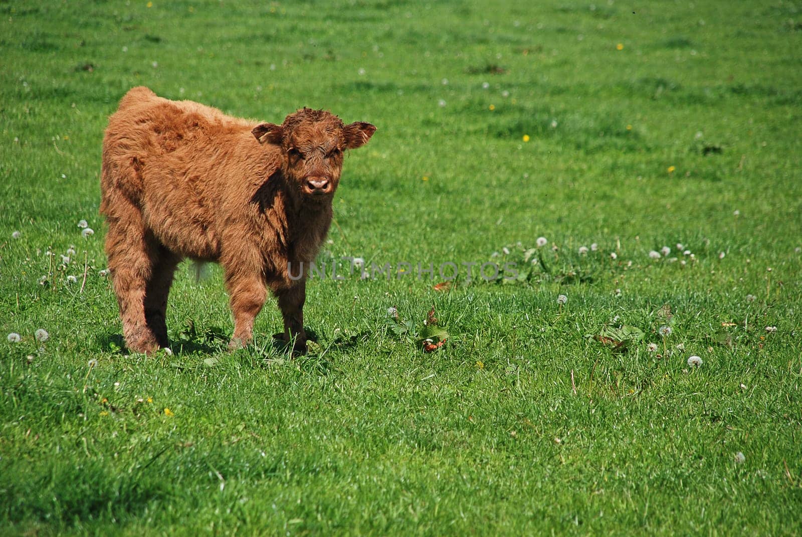 Highland beef veal
