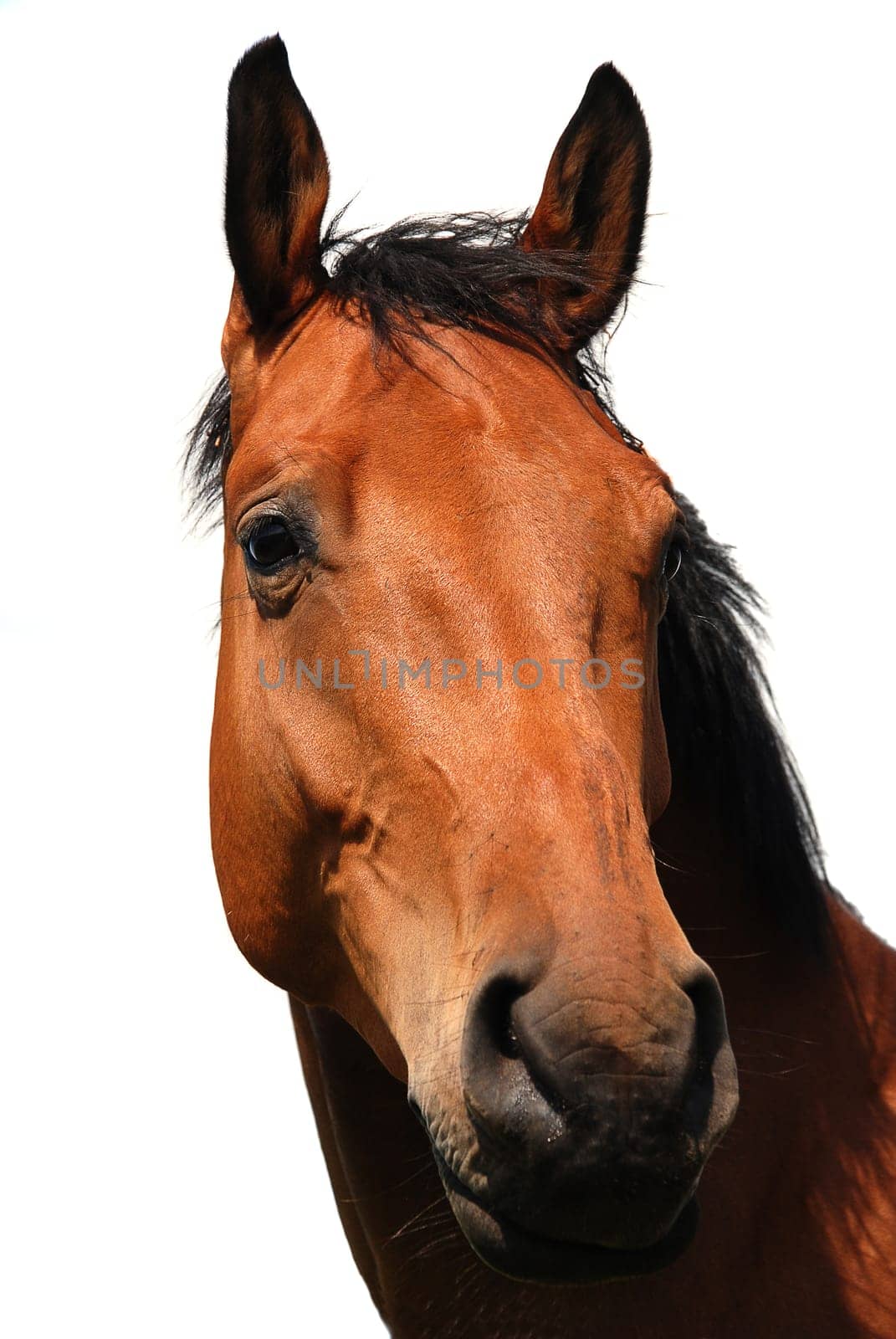 Horse portrait