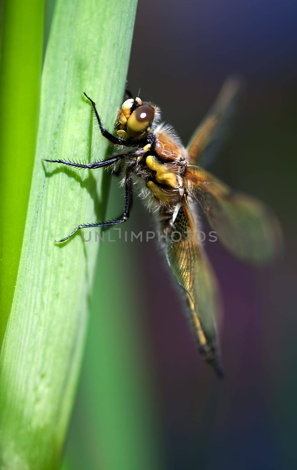 Four-spotted chaser