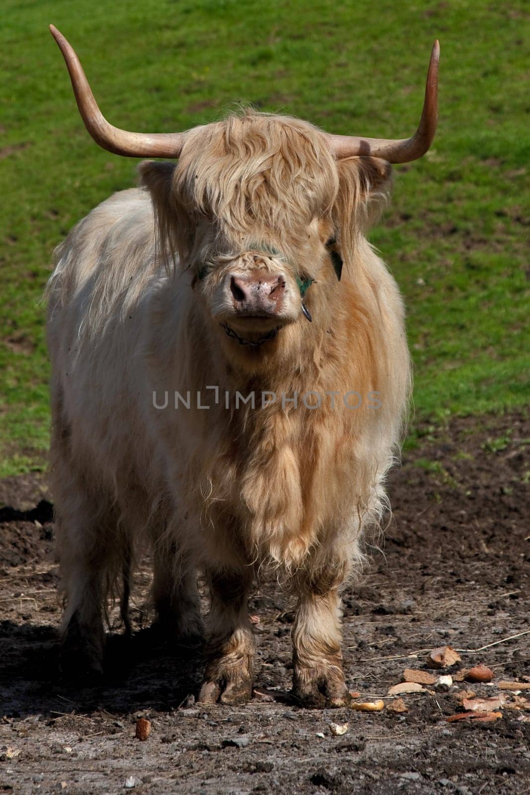 Highland cattle..