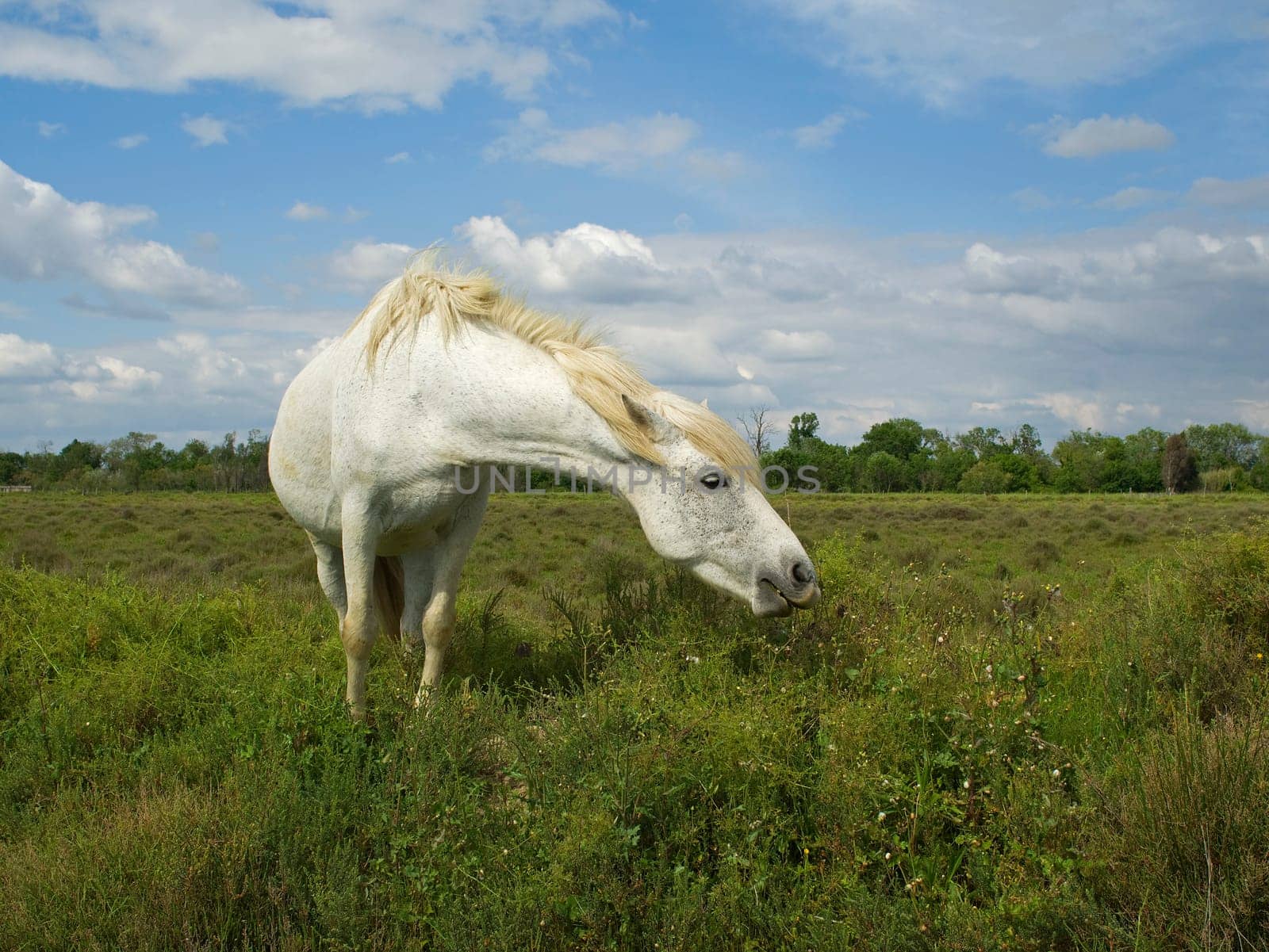 Typical horse in the Camargue France