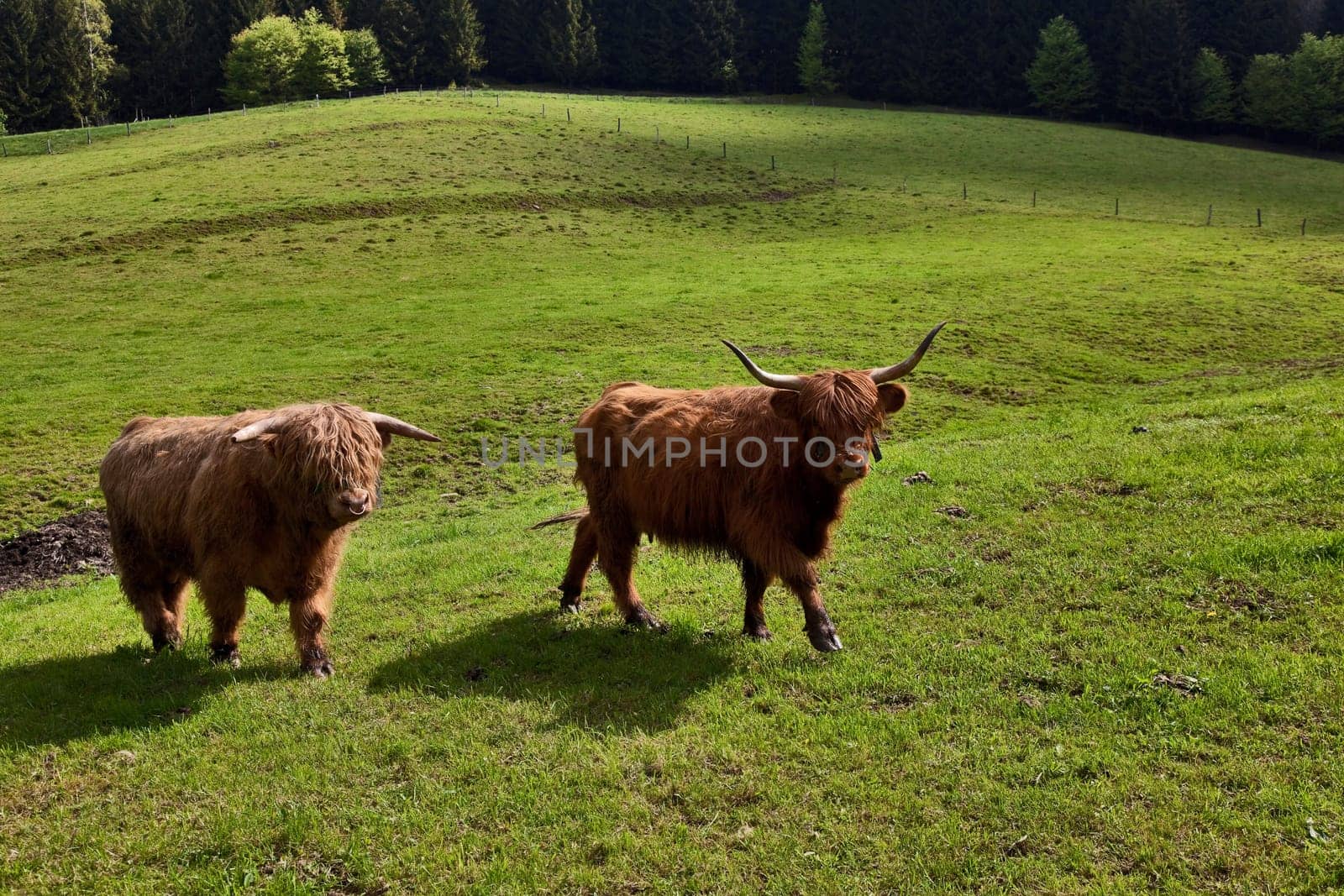 Highland cattle......