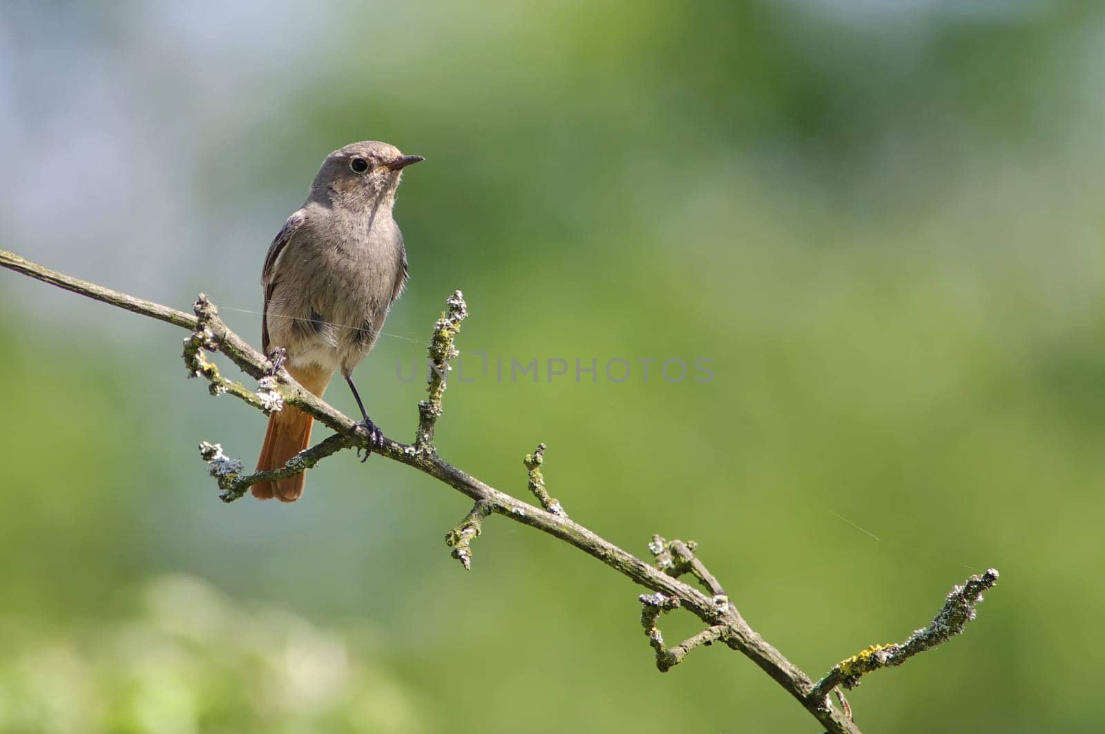 Redstart,Phoenicurus phoenicurus