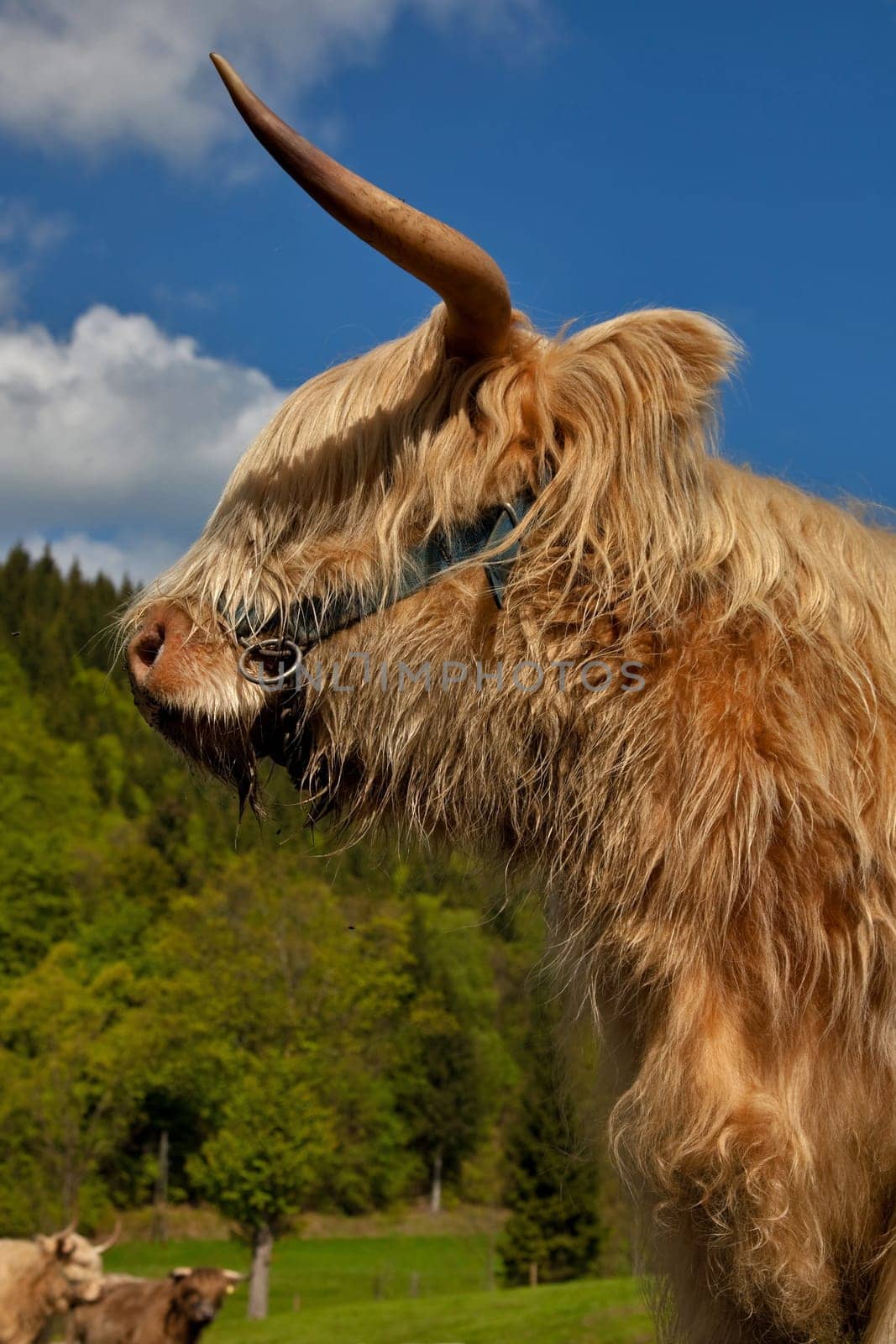 Highland cattle