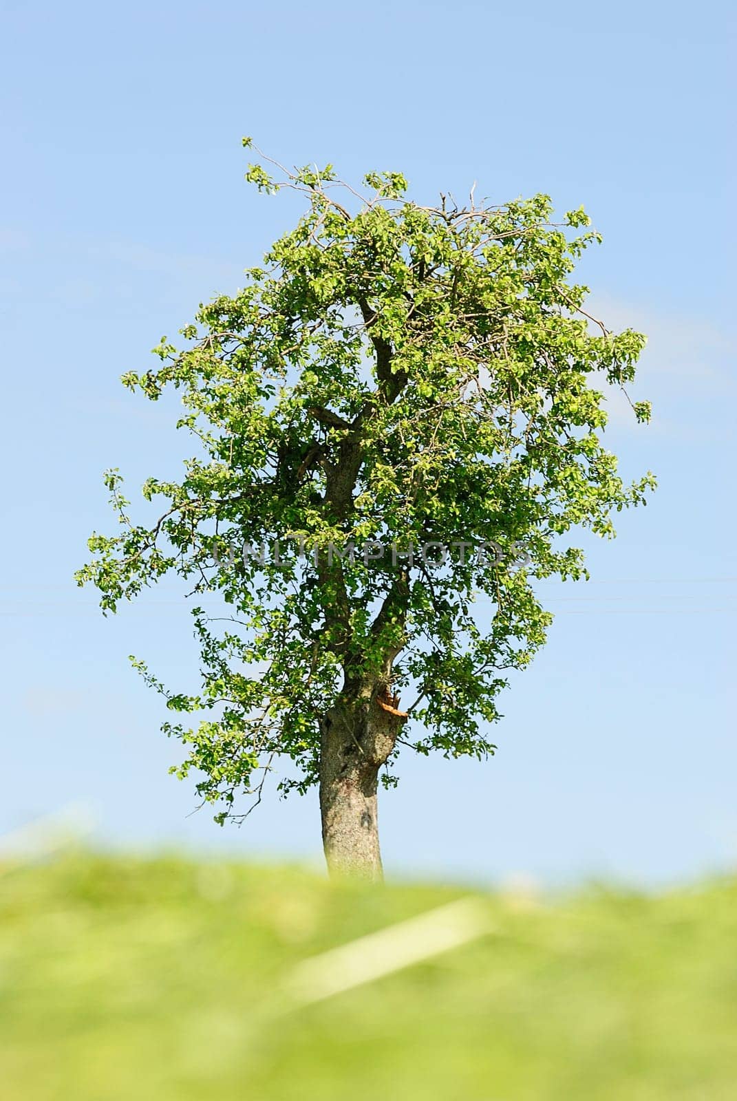Spring Tree