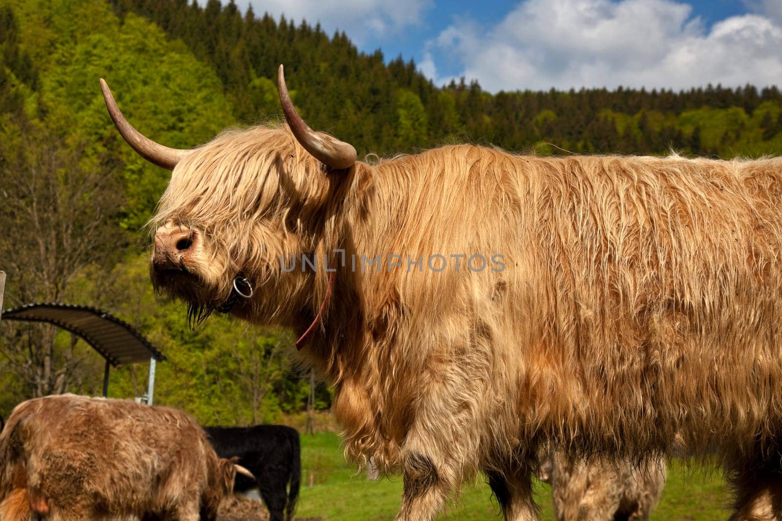 Cattle