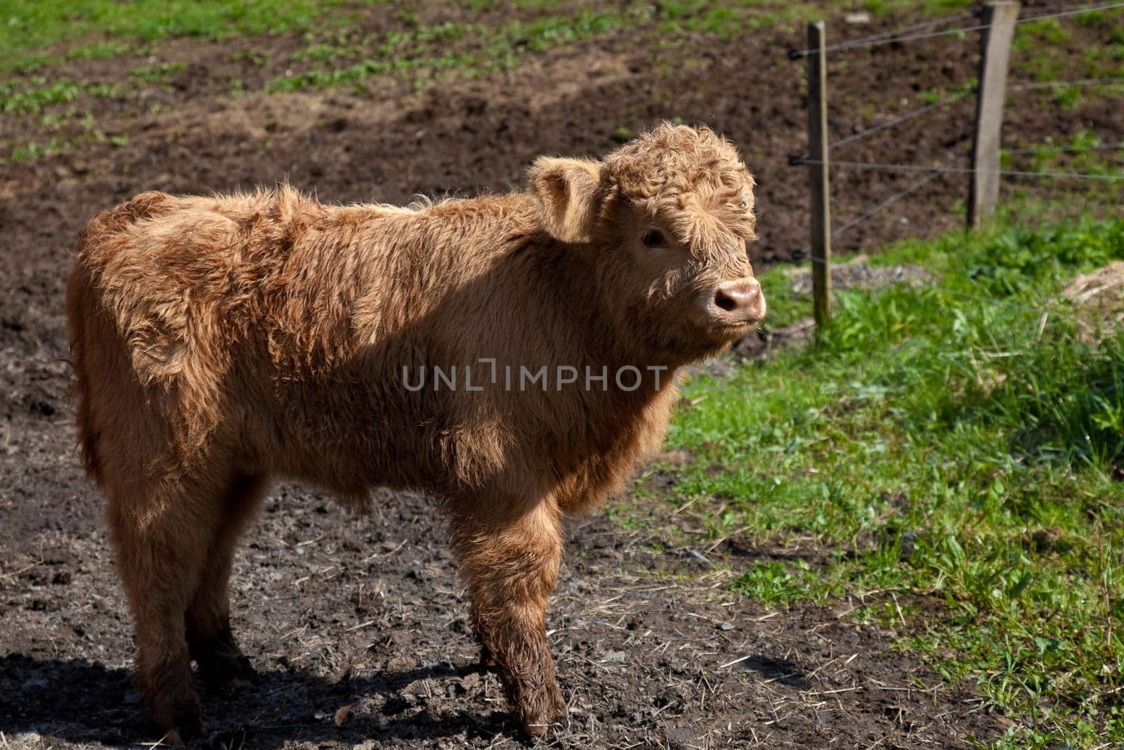Highland cattle calves