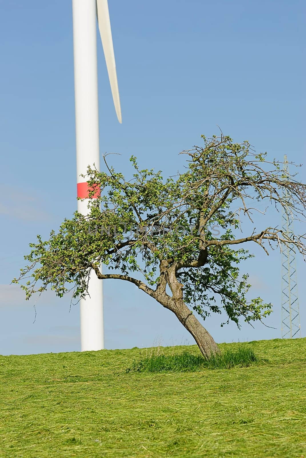 Green Energy 6