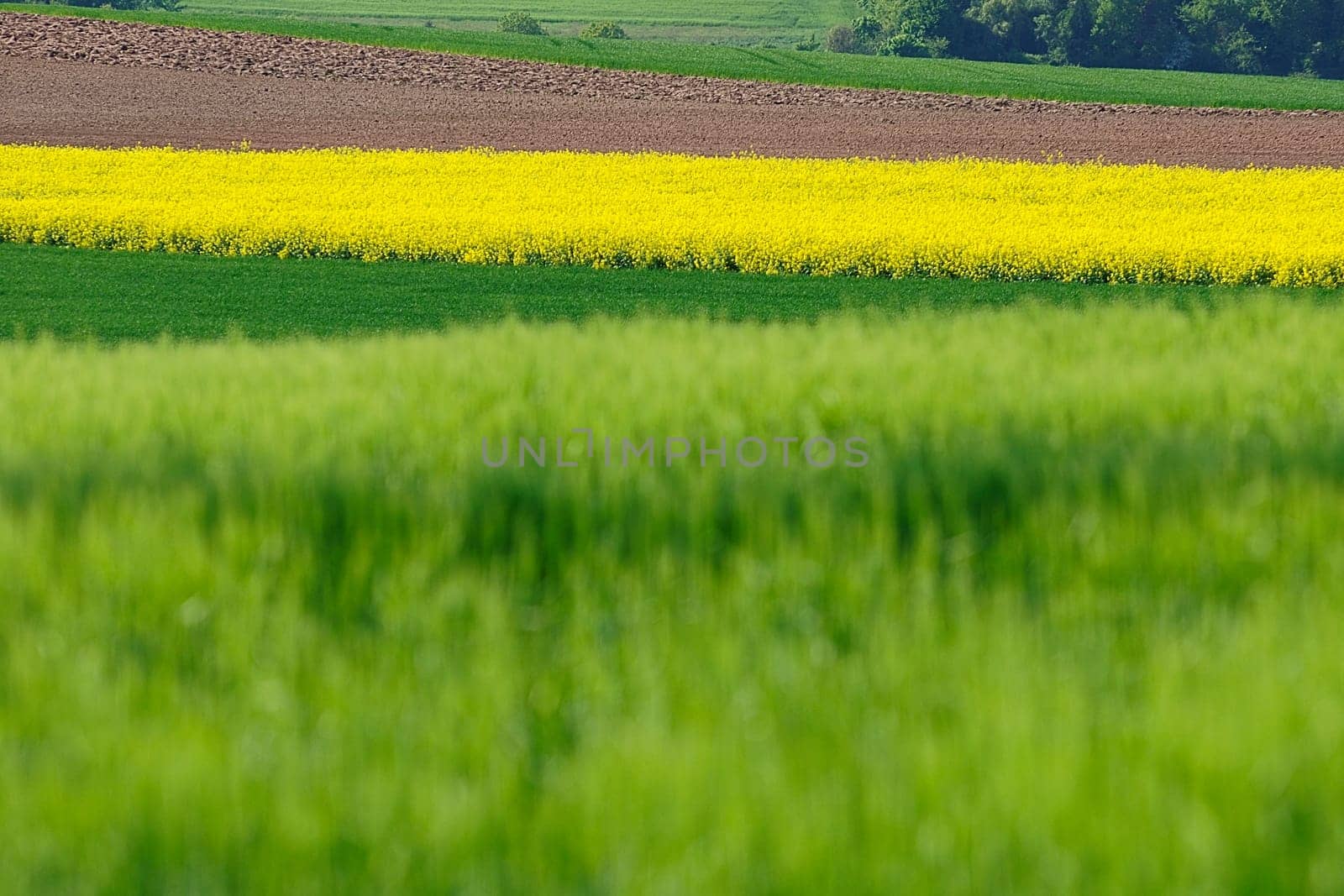 Green Energy 33
