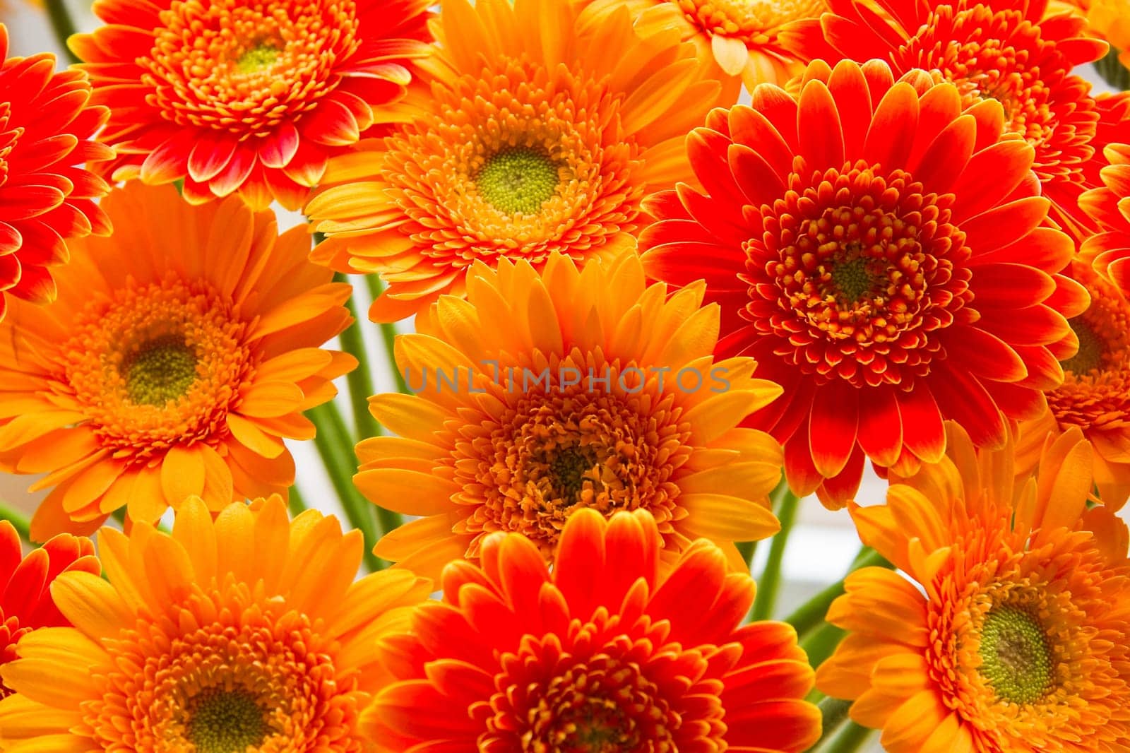 Flaming yellow and red gerberas