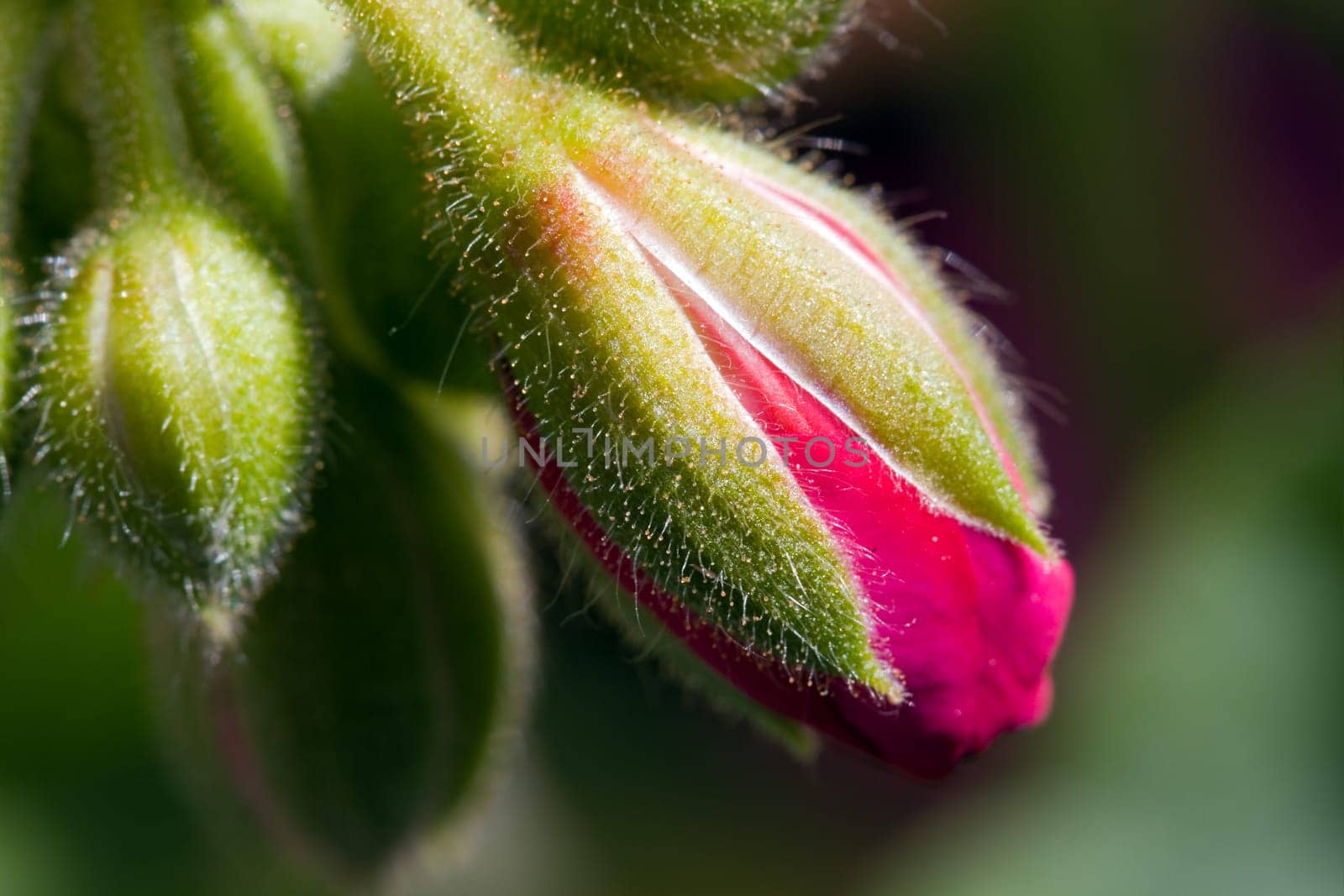 Clove Buds