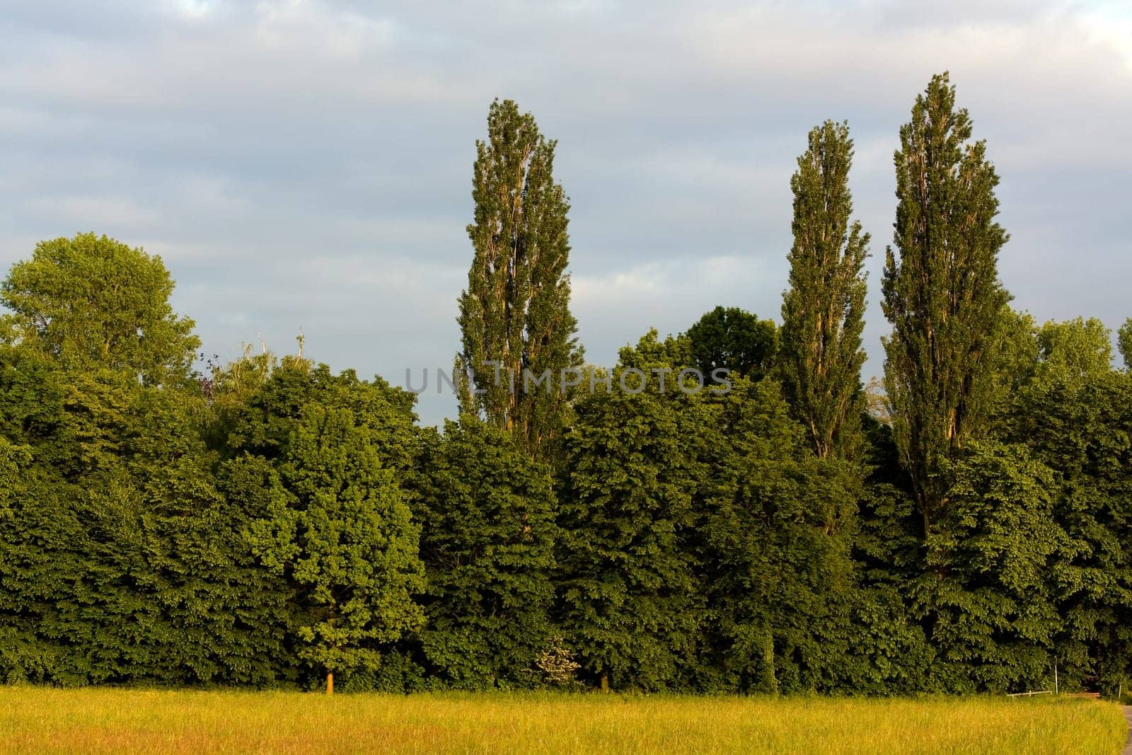 Landscape in summer
