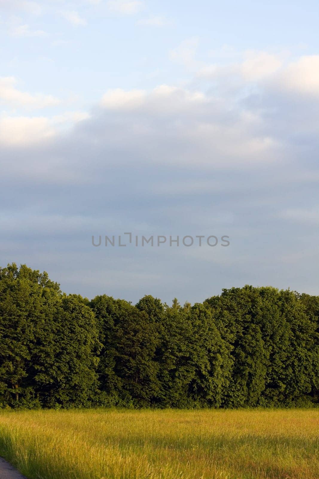 Landscape in summer