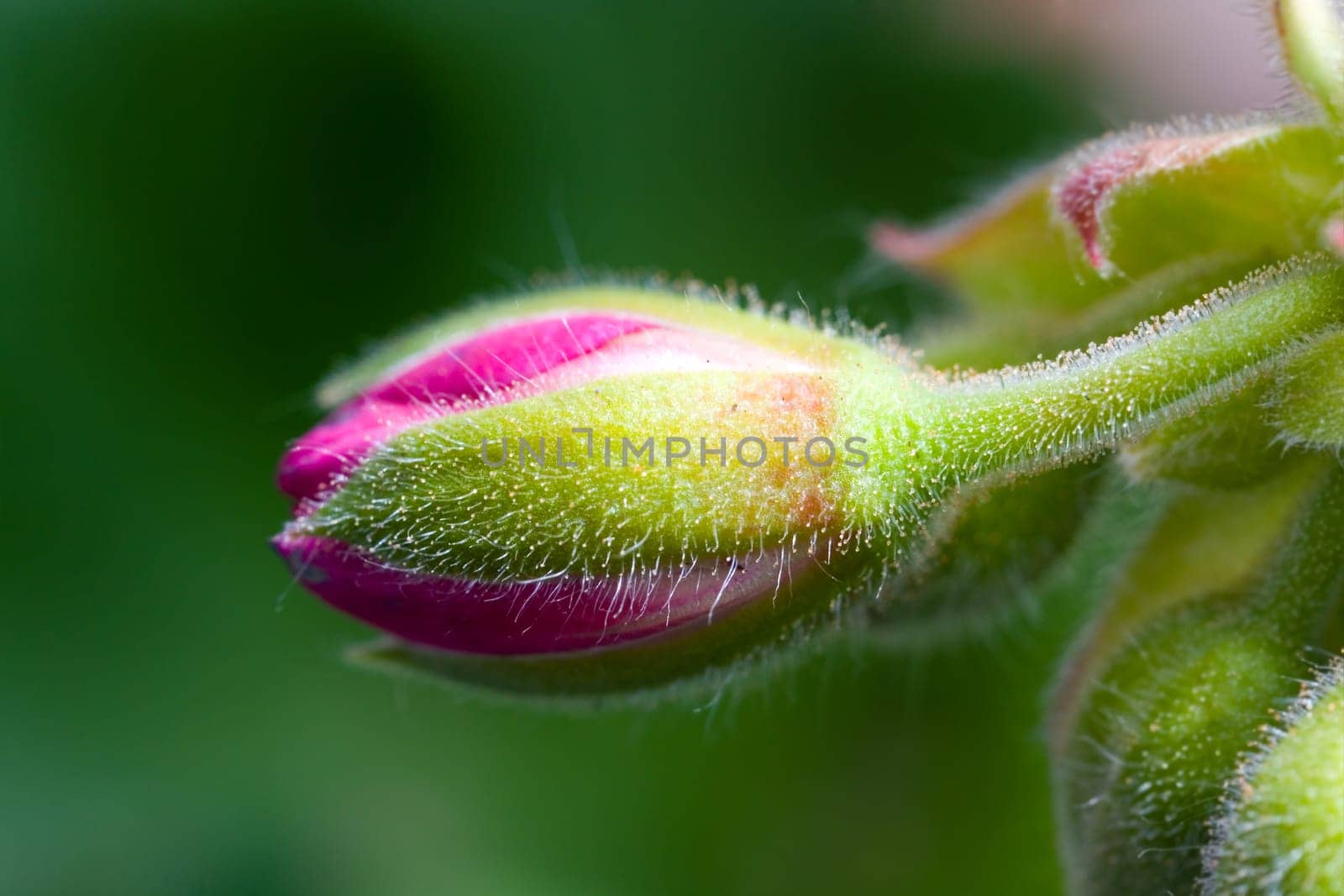 Clove Buds