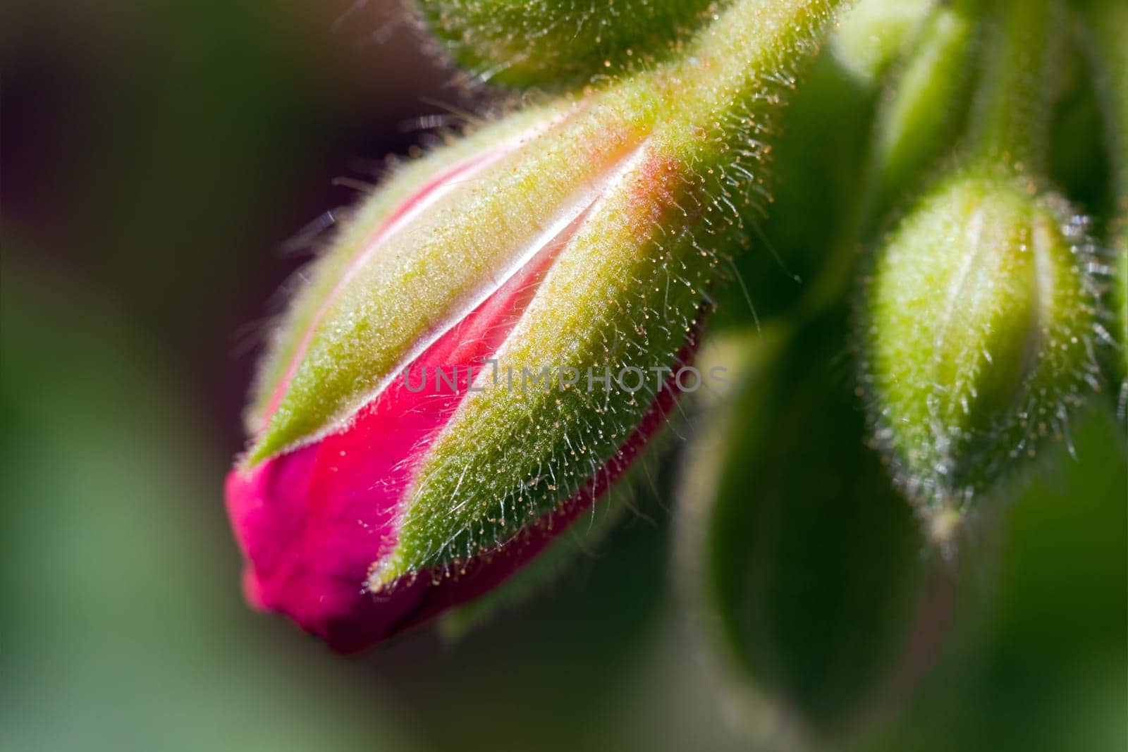 Clove Buds