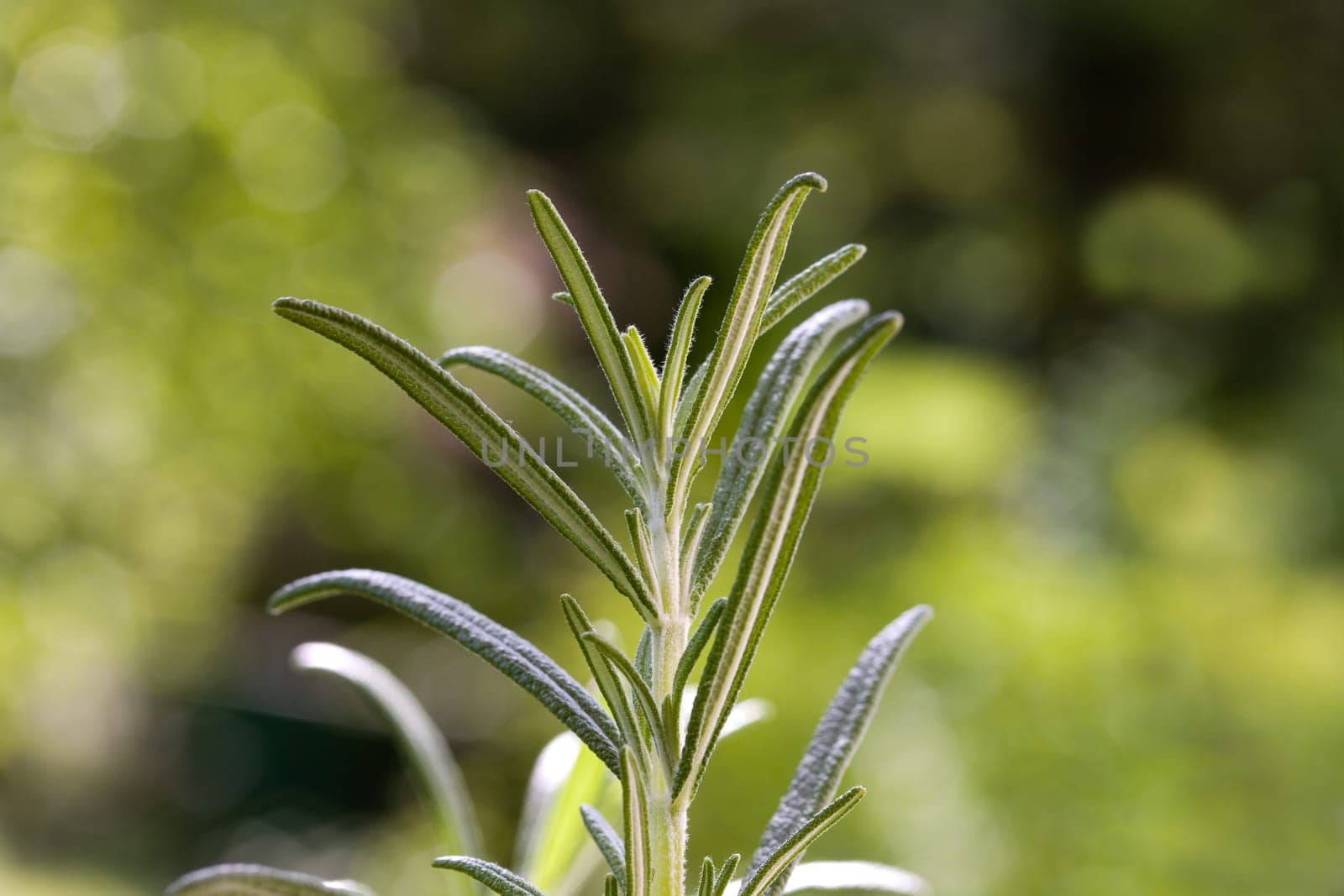 Rosemary,Macro