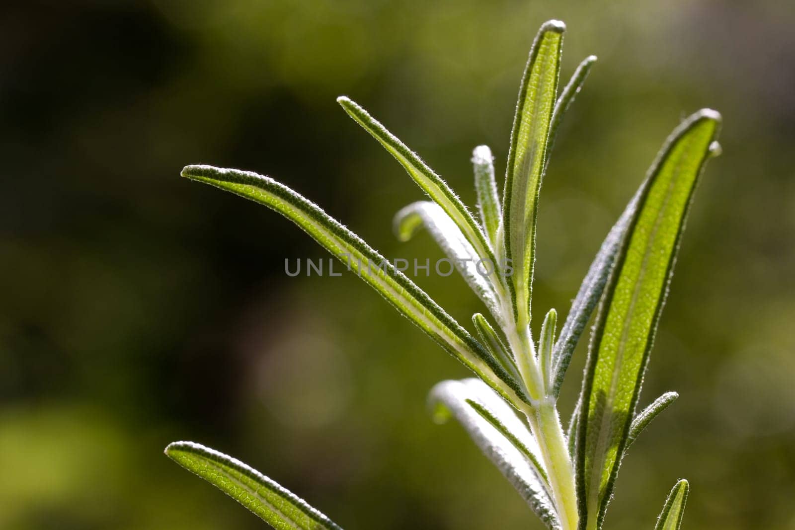 Rosemary,Macro