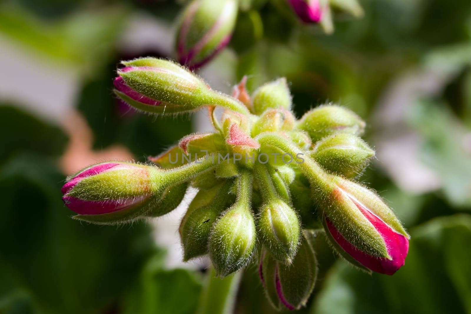 Clove Buds