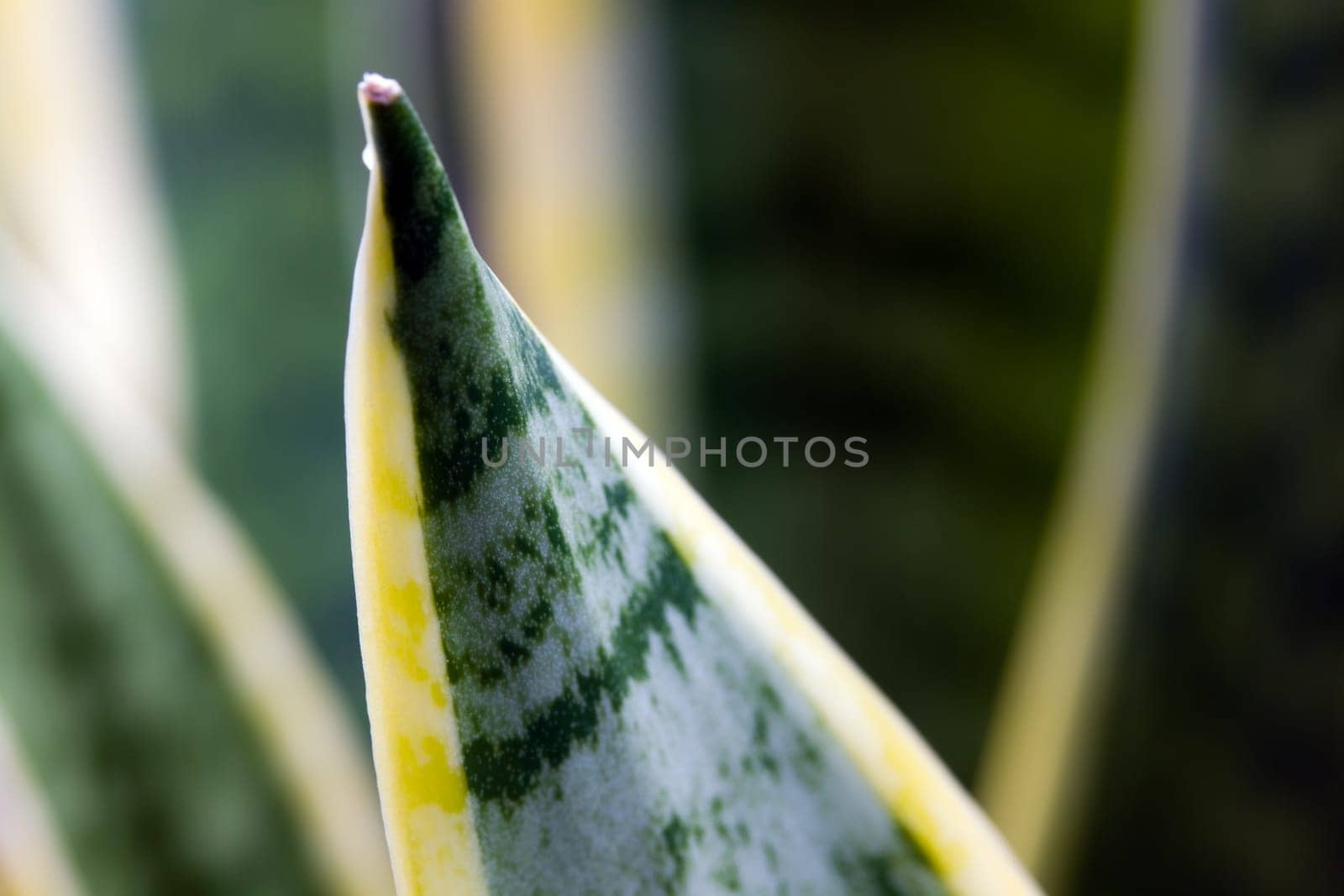 Agave,agavaceae graciosa