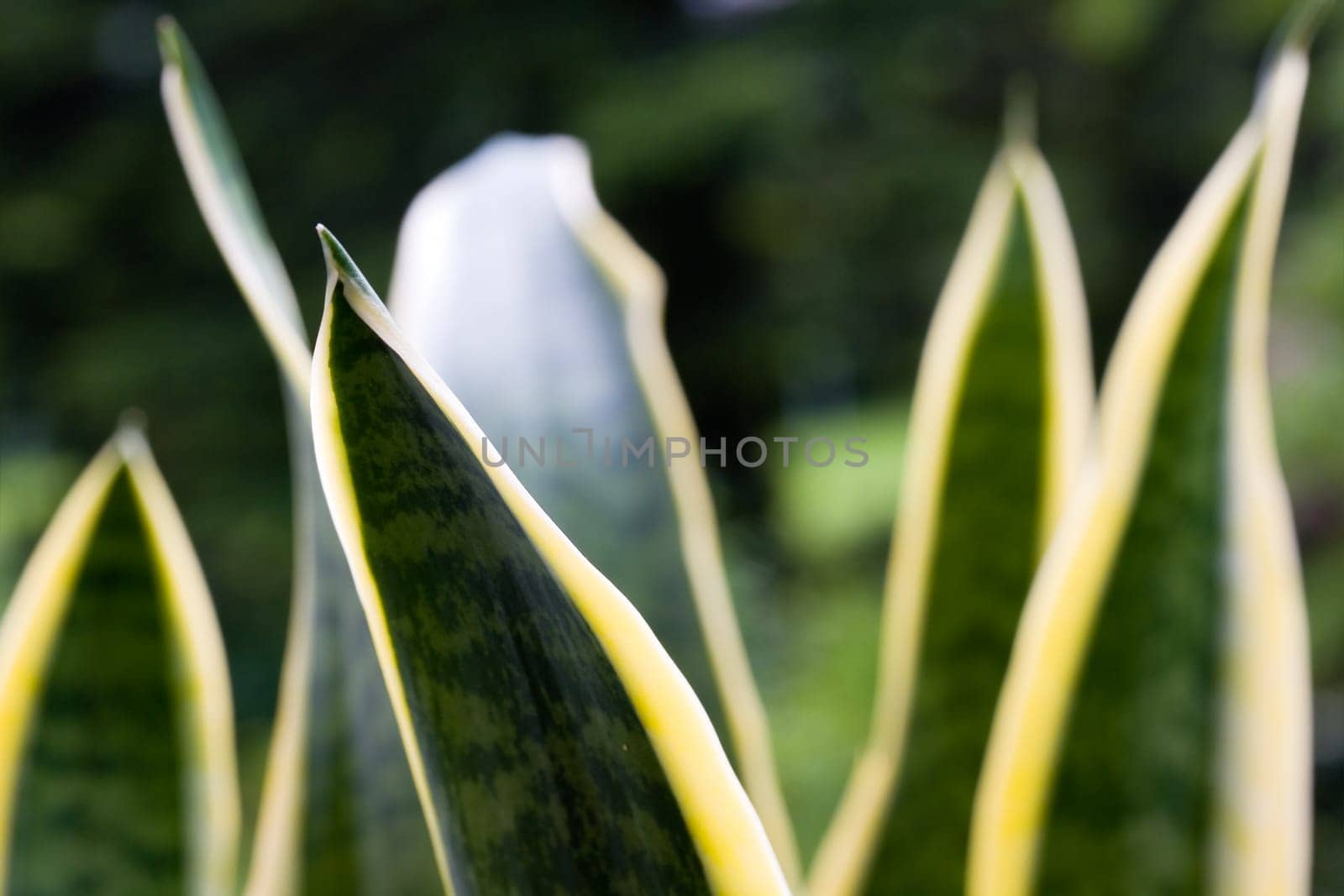 Agave,agavaceae graciosa
