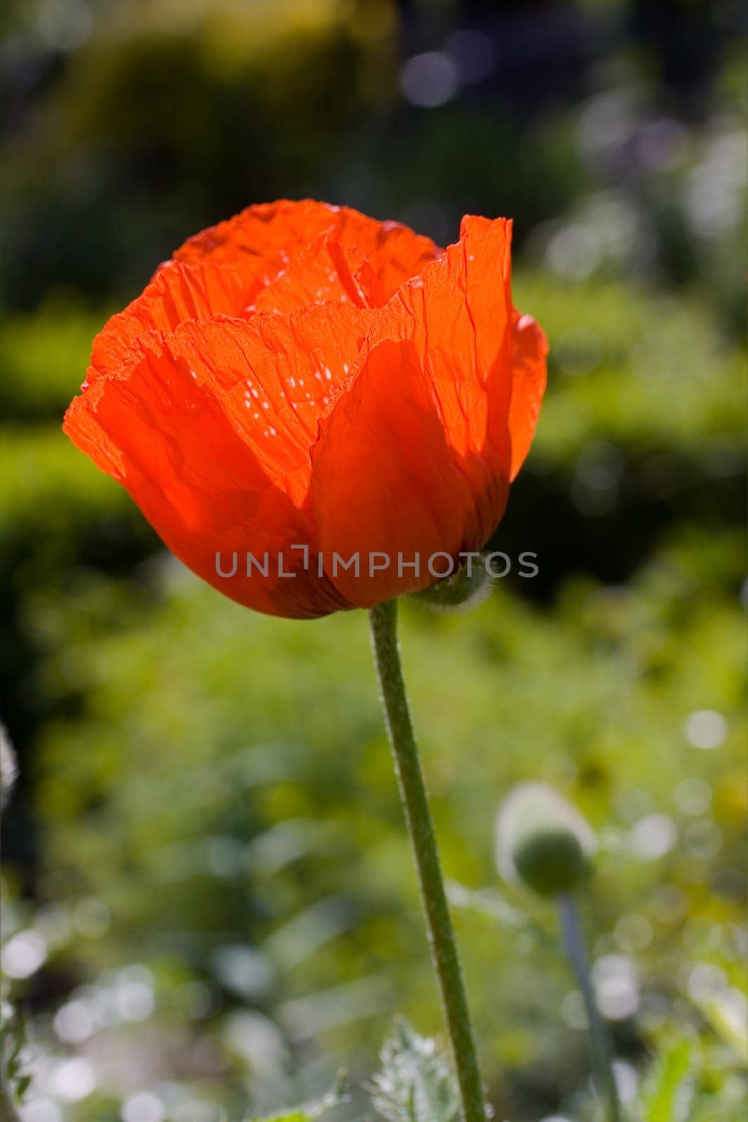 Red Poppy