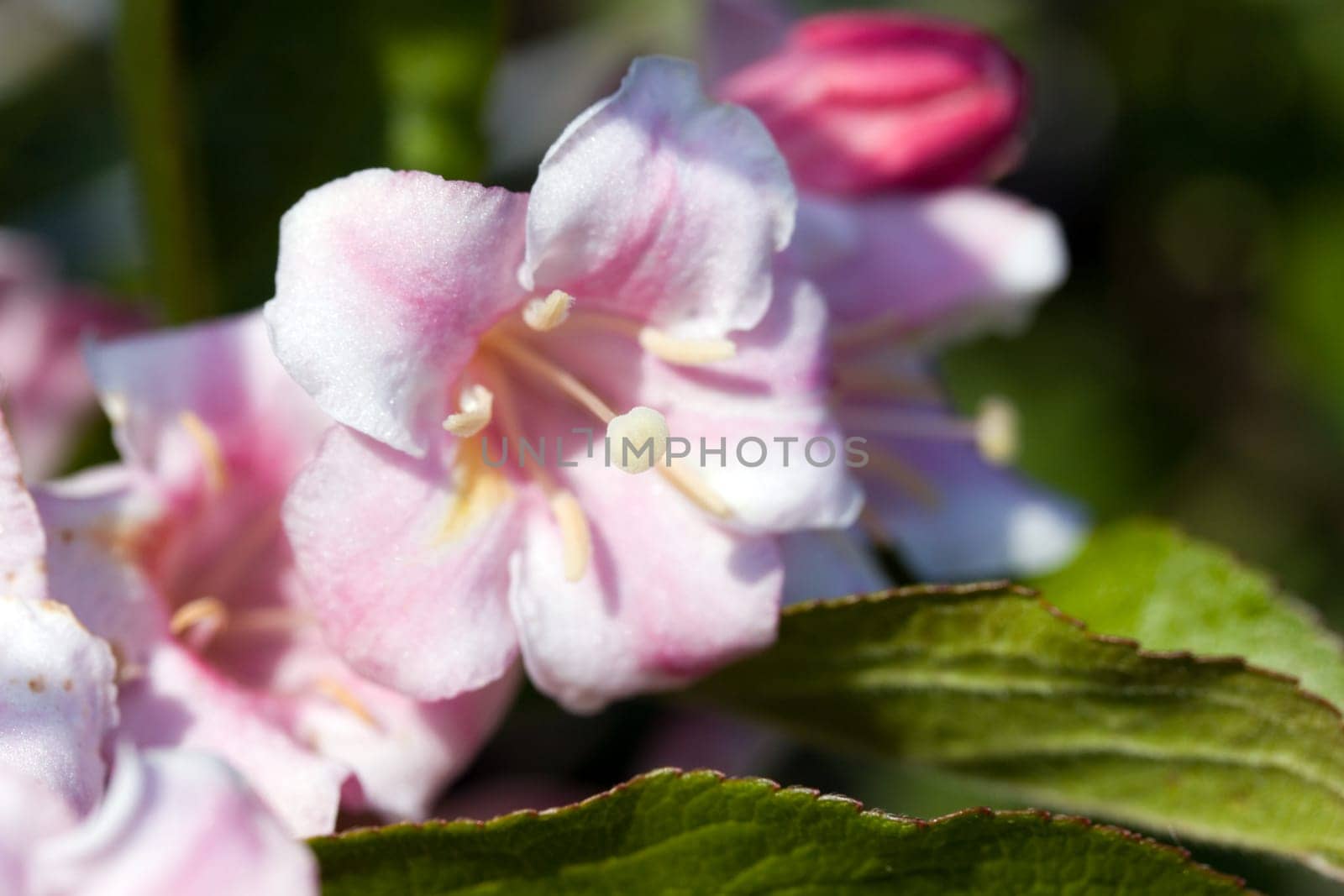 Apple blossom