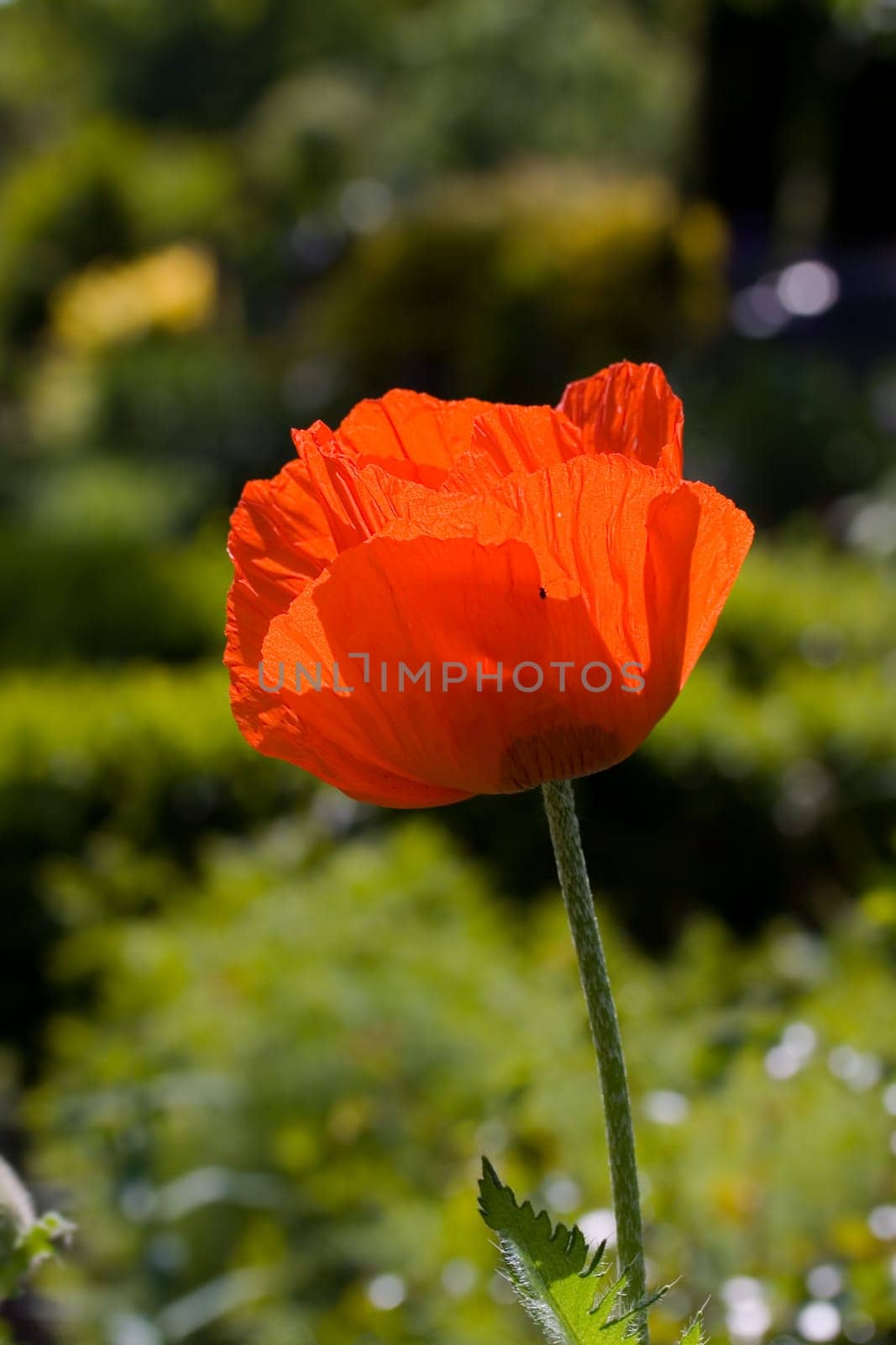 Red Poppy