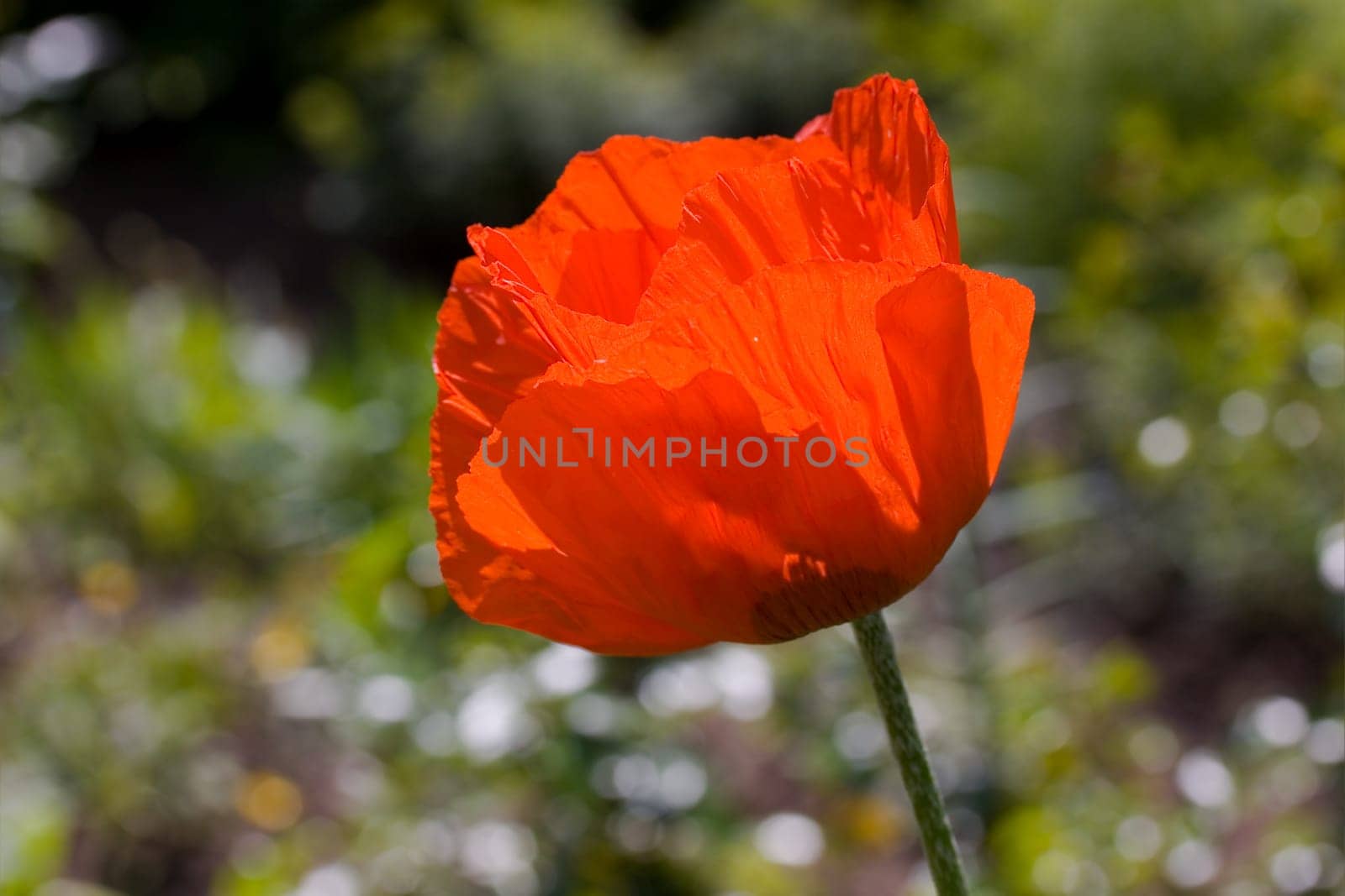 Red Poppy