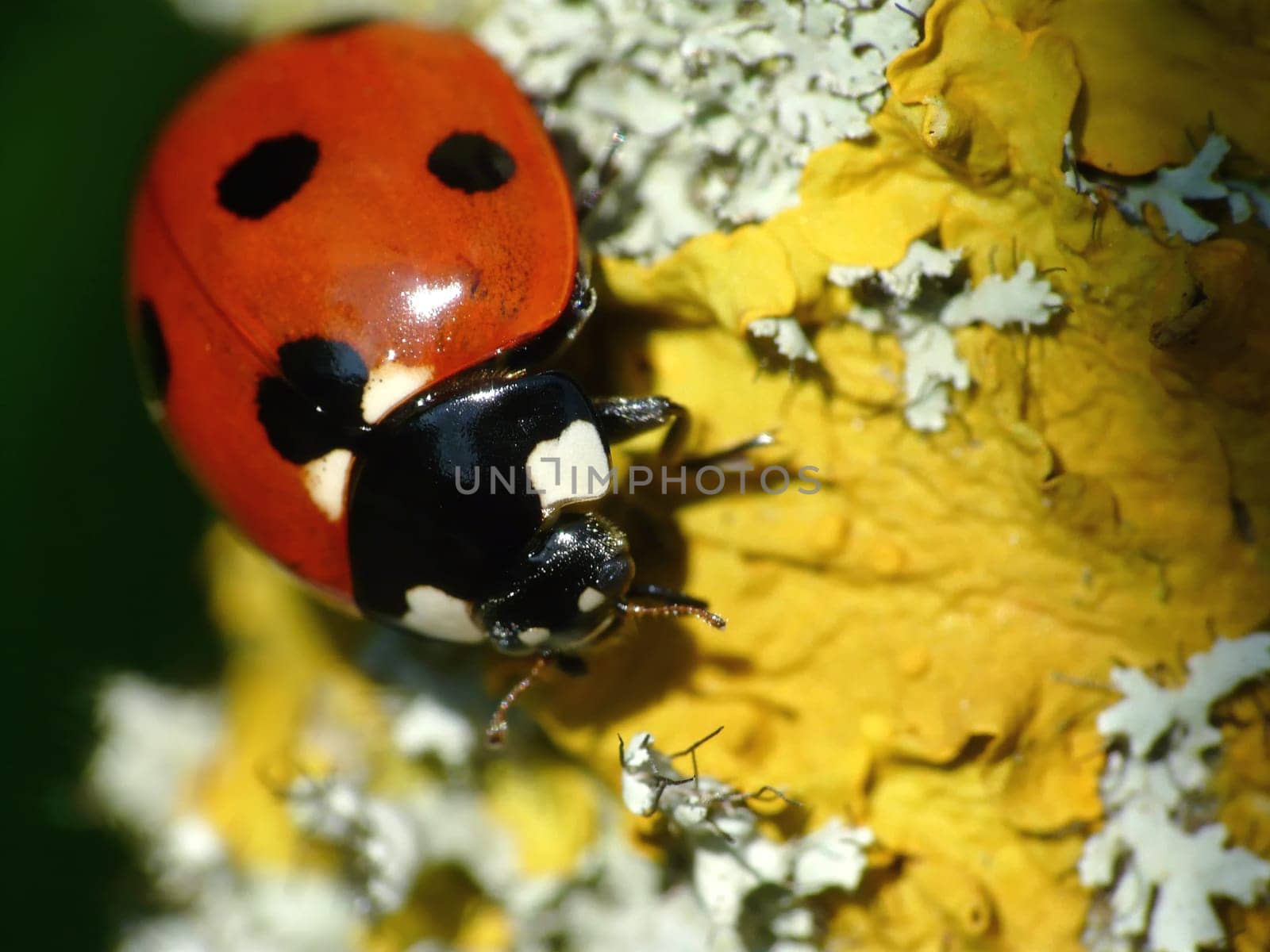Ladybug ,Coccinella septempunctata
