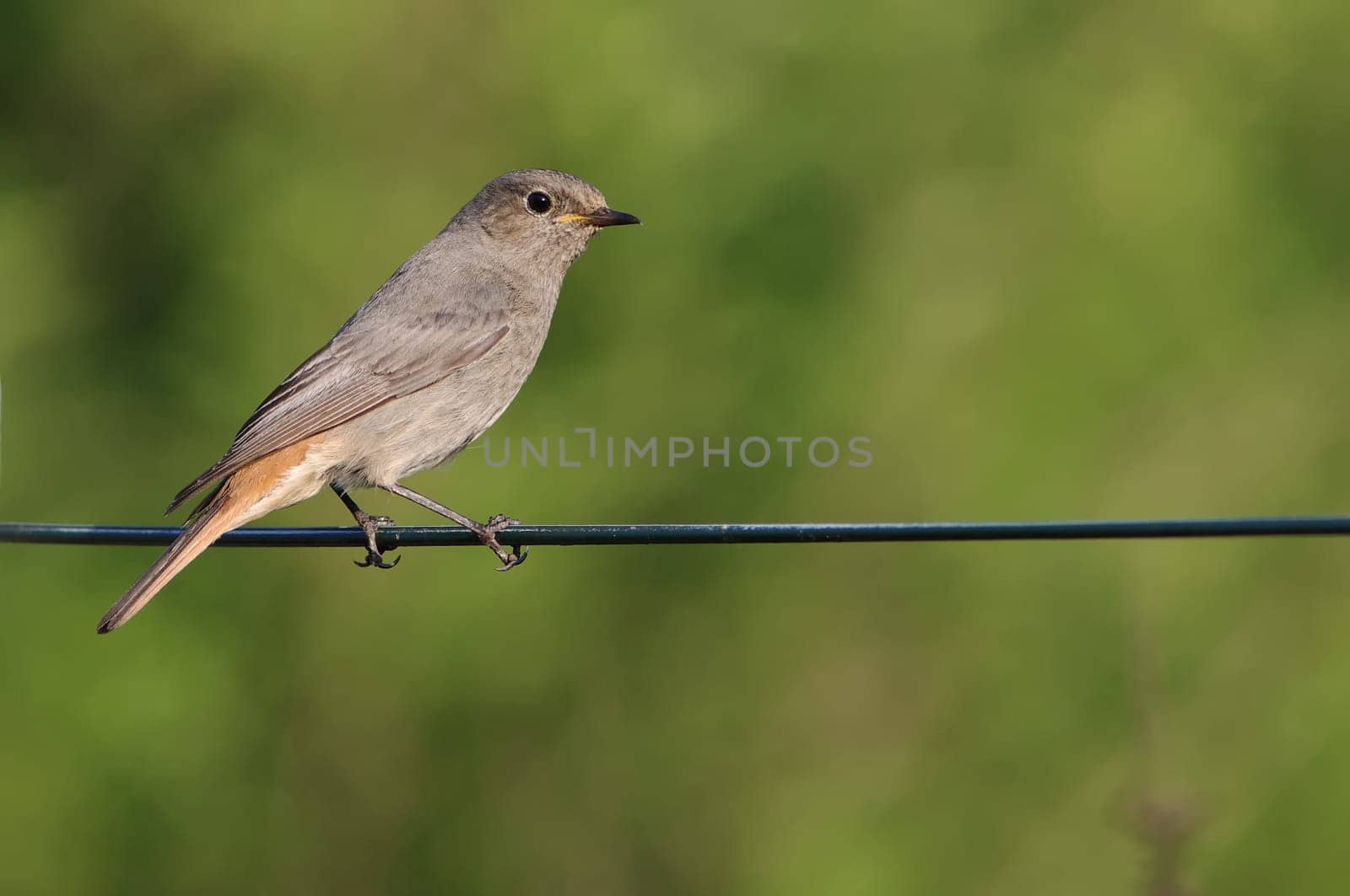 Redstart,Phoenicurus phoenicurus