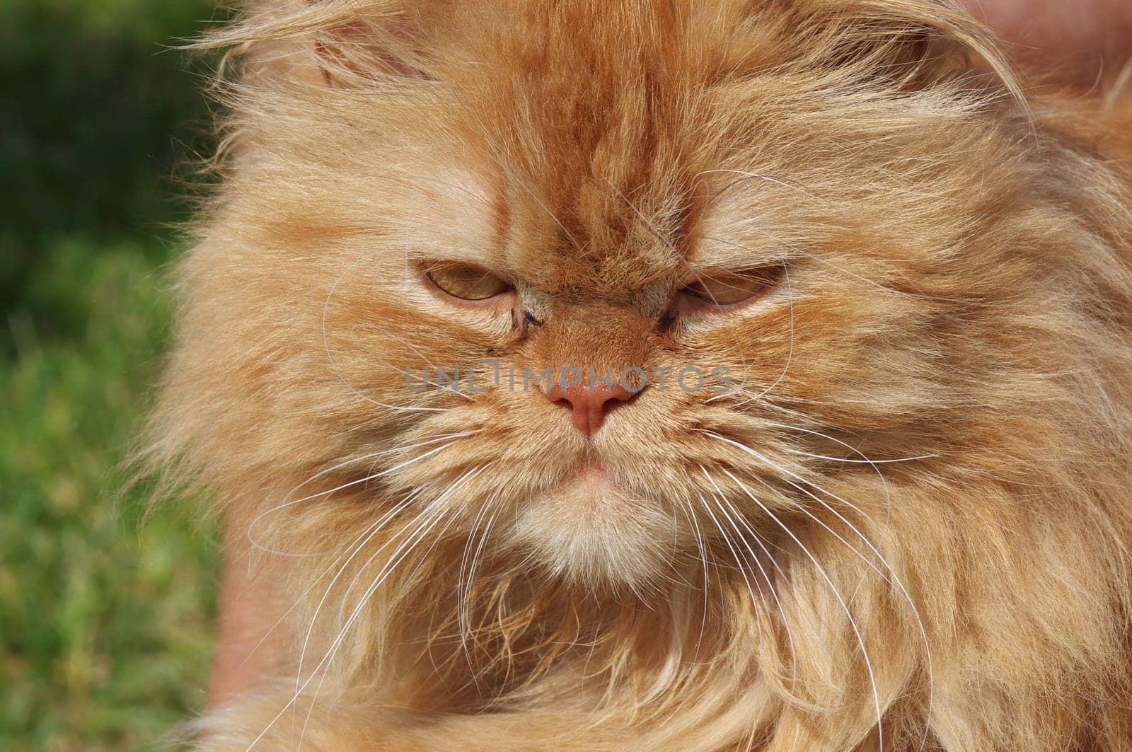 Persian tomcat