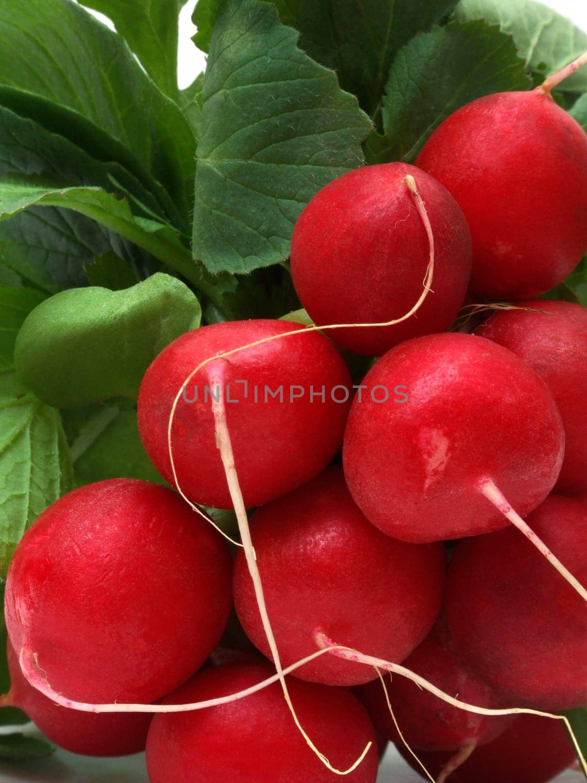 Radish