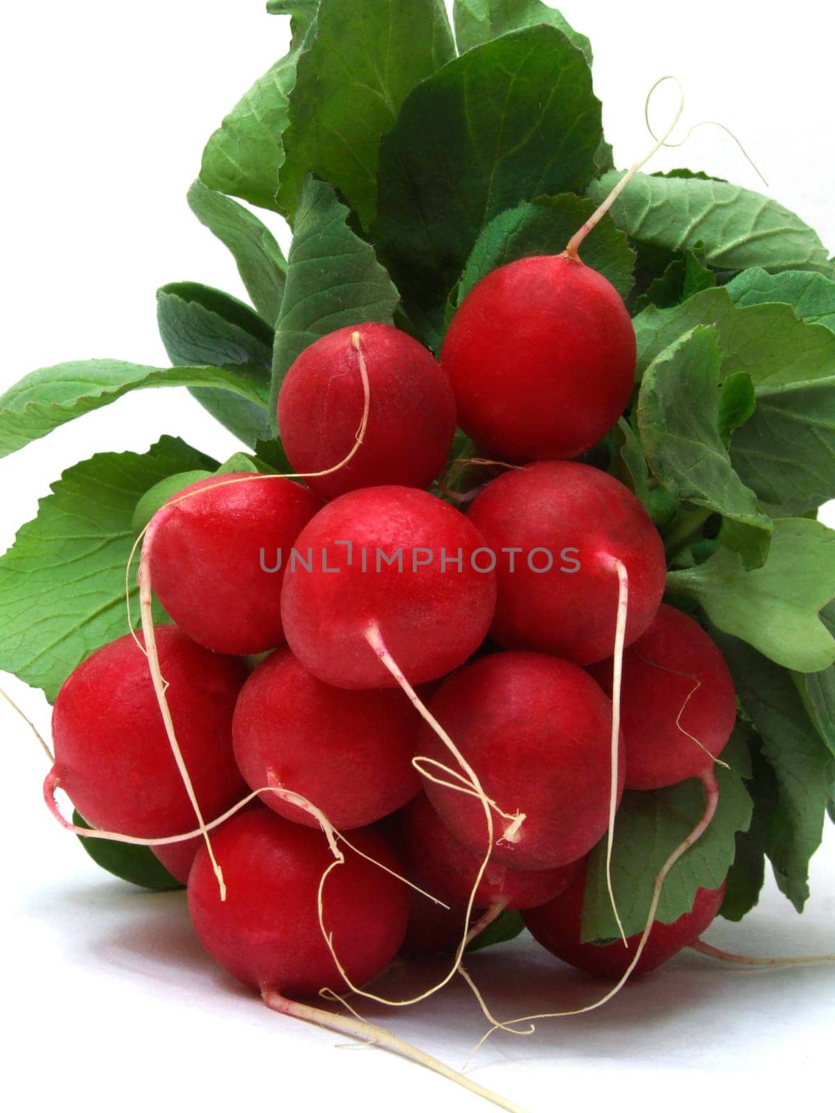 Radish