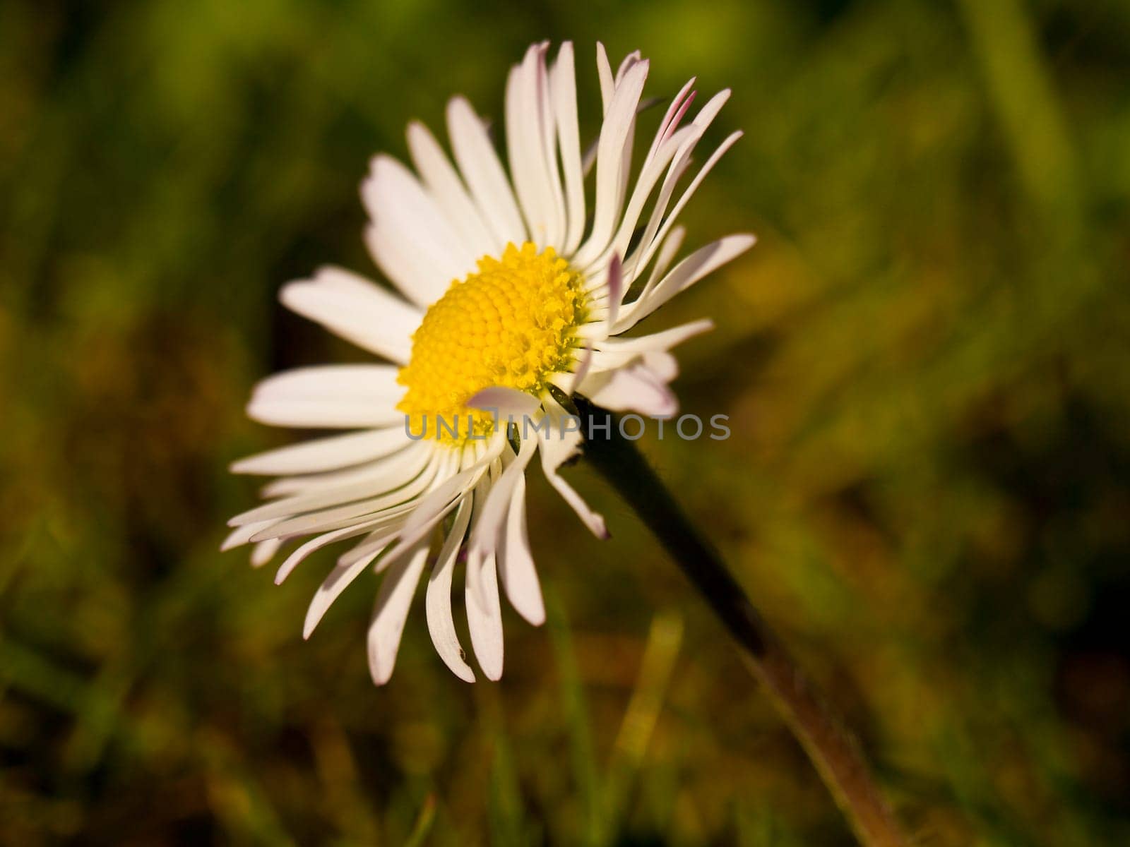 Daisy